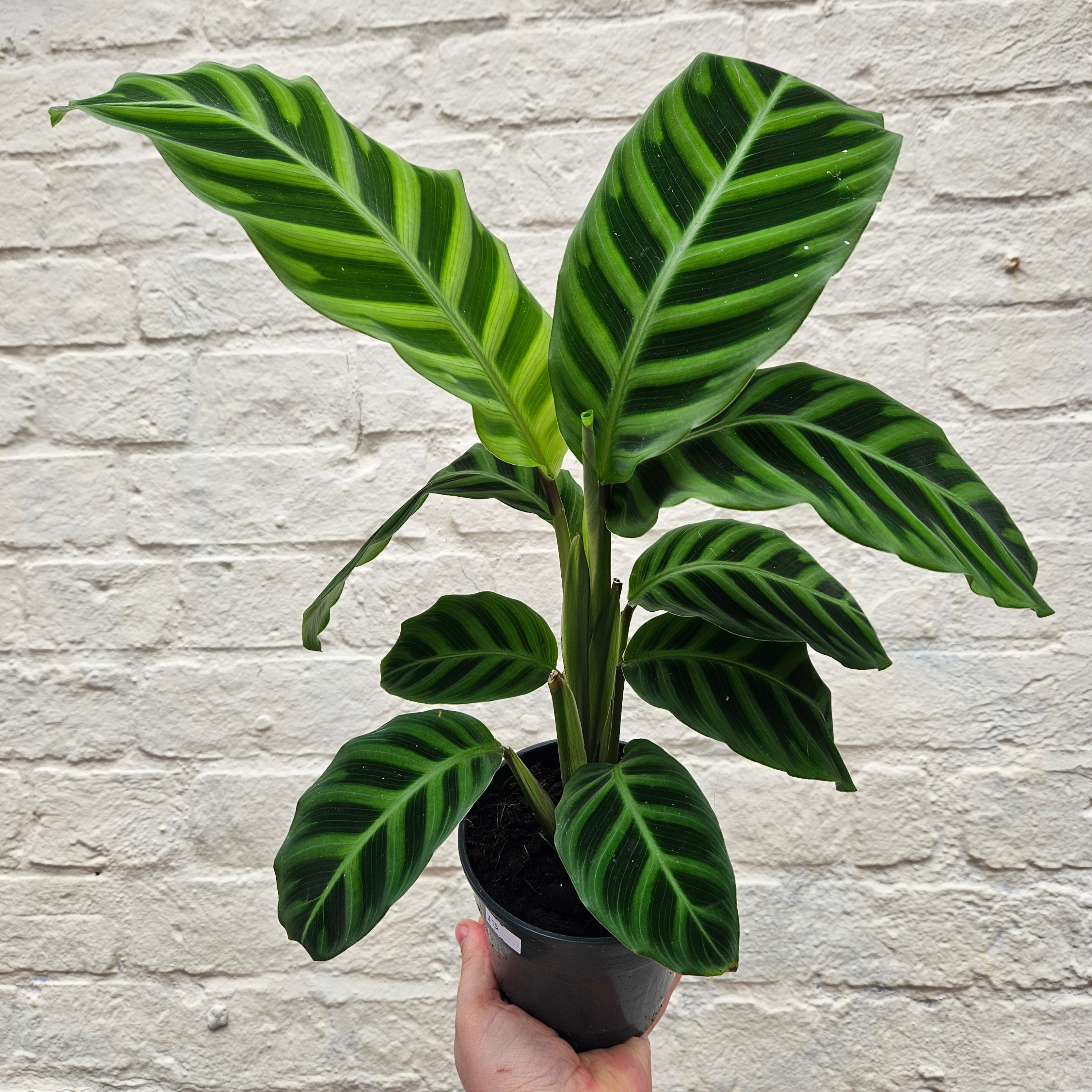 Calathea zebrina (Prayer Plant)