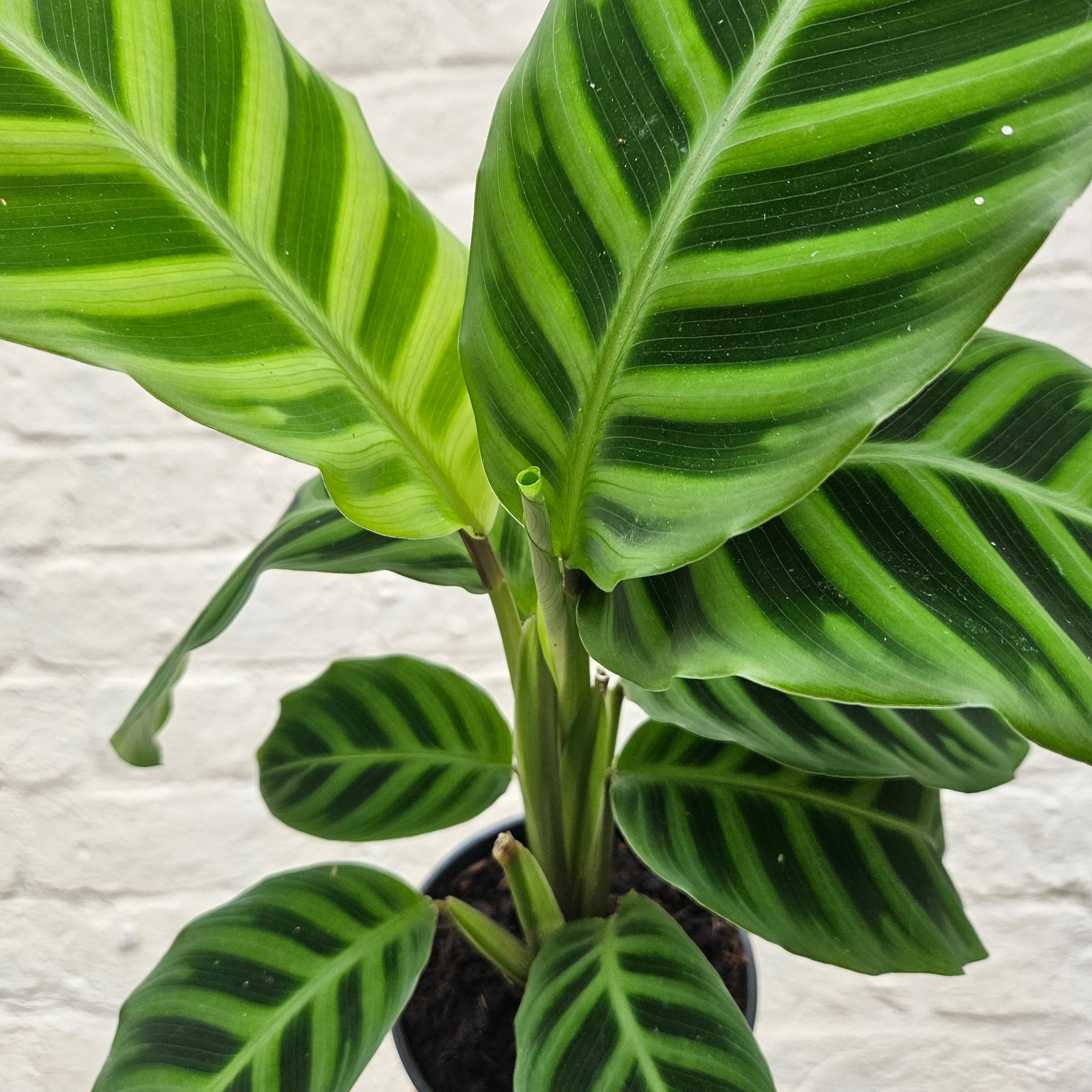 Calathea zebrina (Prayer Plant)