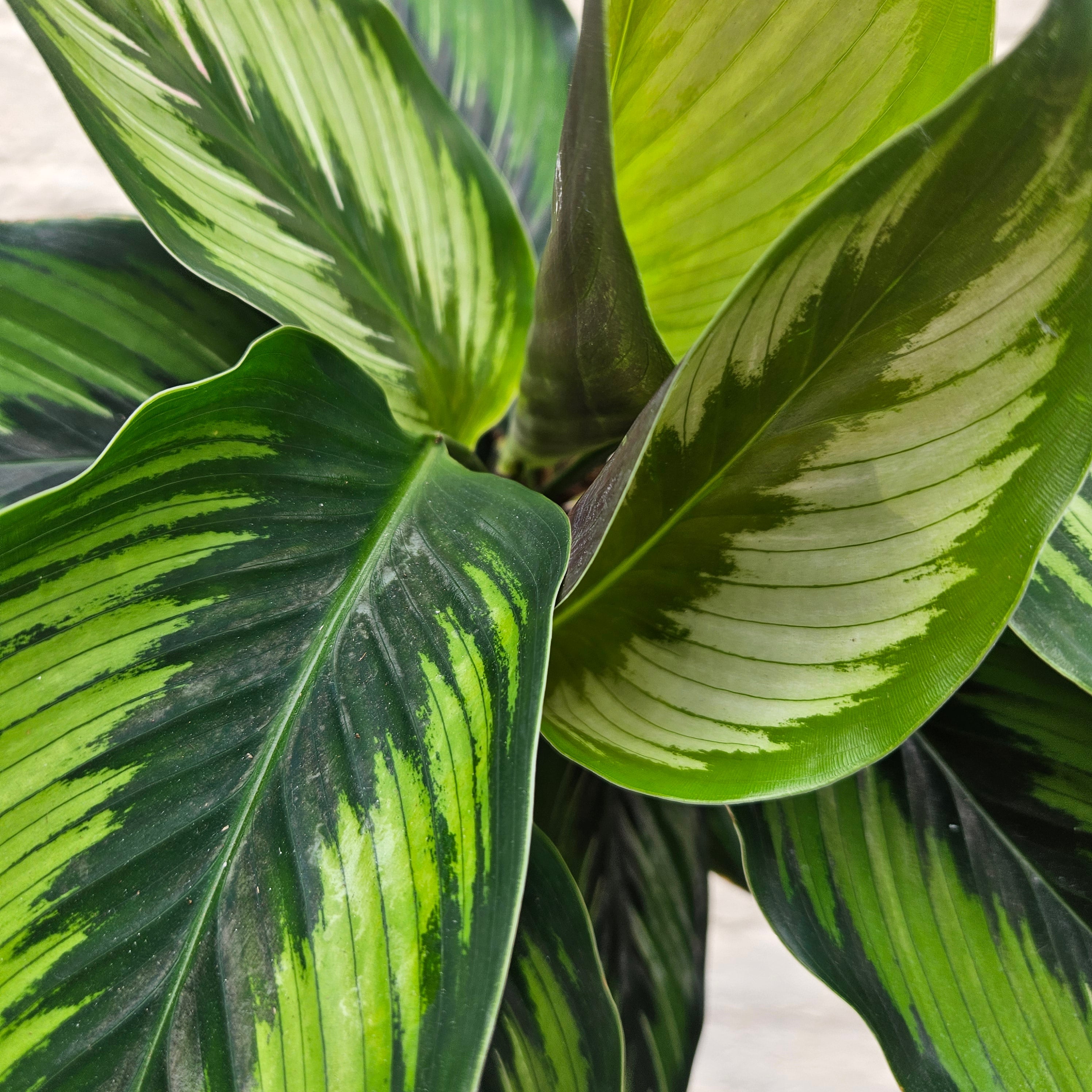 Calathea ornata 'Beauty Star' (Prayer Plant)