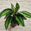 Calathea ornata 'Beauty Star' (Prayer Plant)