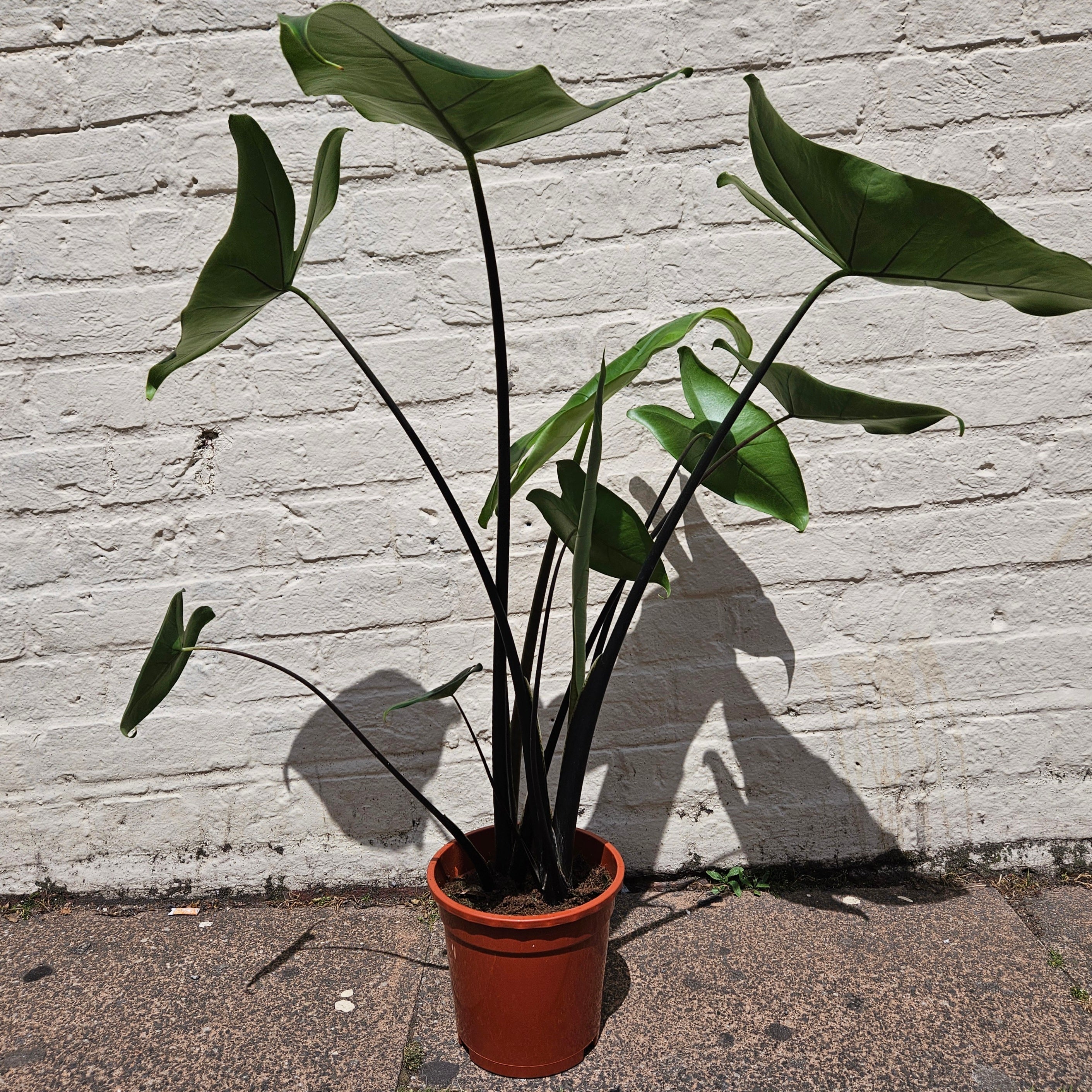 Alocasia zebrina 'Black Stem'