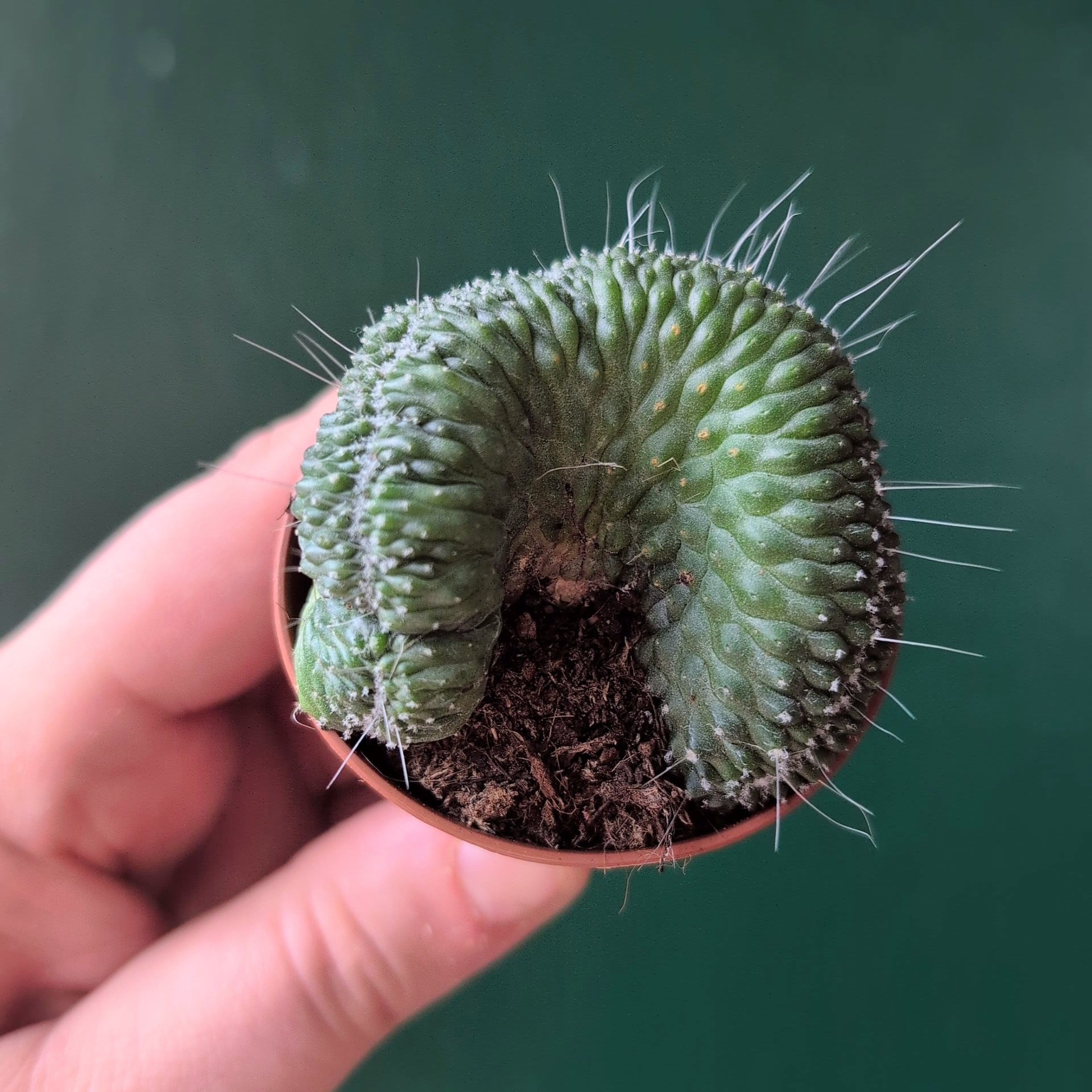 Mammillaria spinosissima 'Un Pico Cristata' (Crested Cactus)