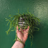 Glass Open Terrarium