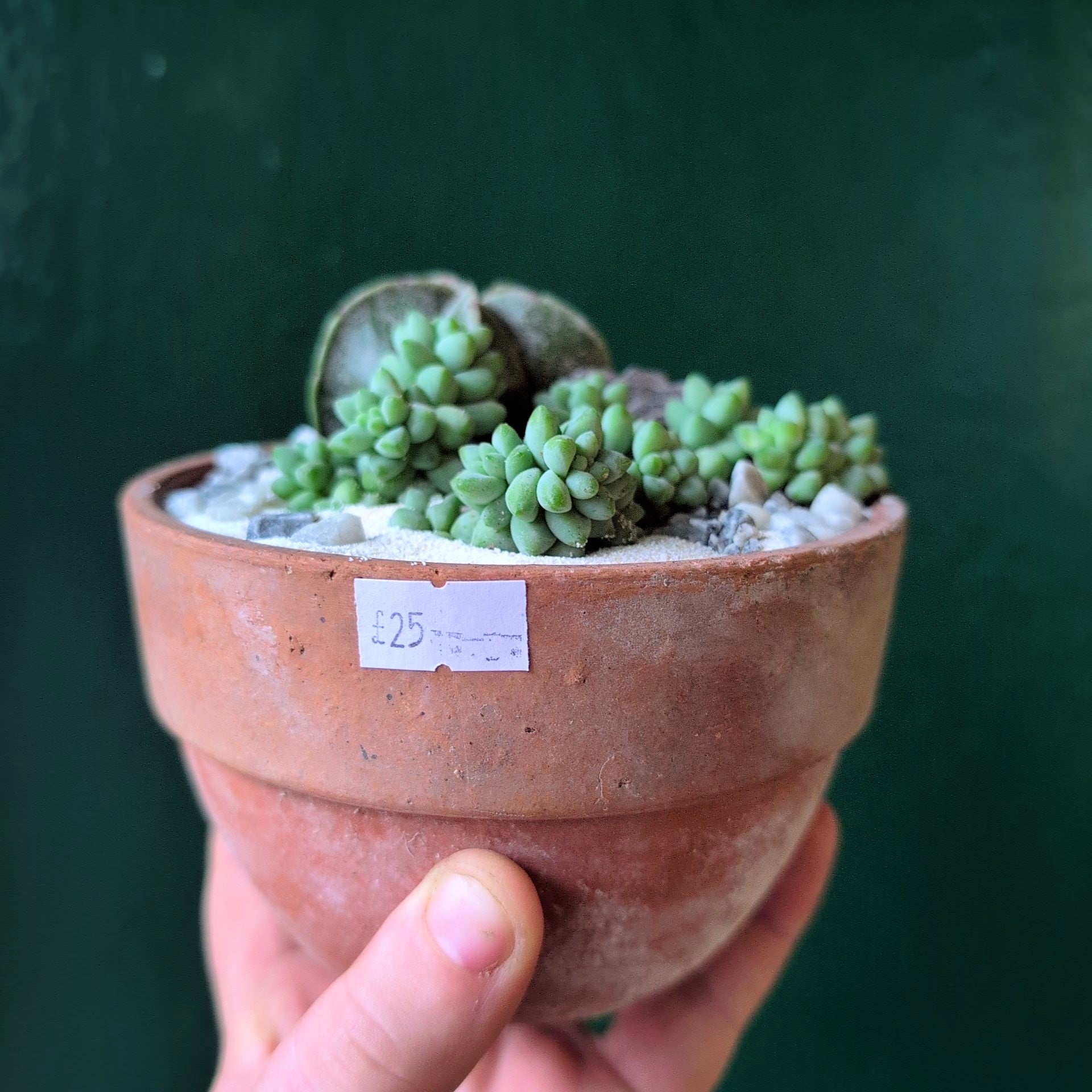 Terracotta Bowl Open Terrarium