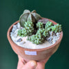 Terracotta Bowl Open Terrarium