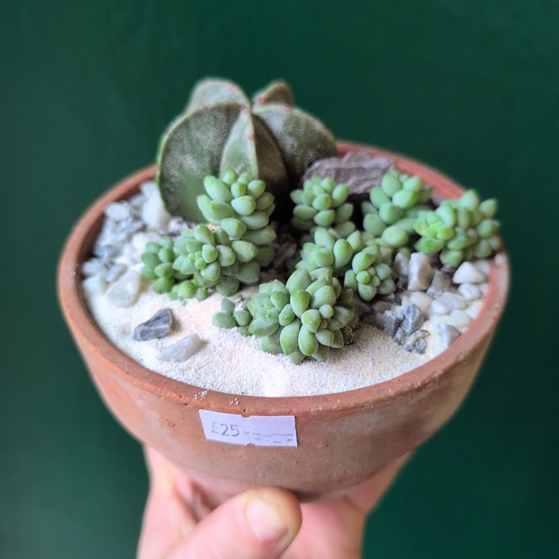 Terracotta Bowl Open Terrarium