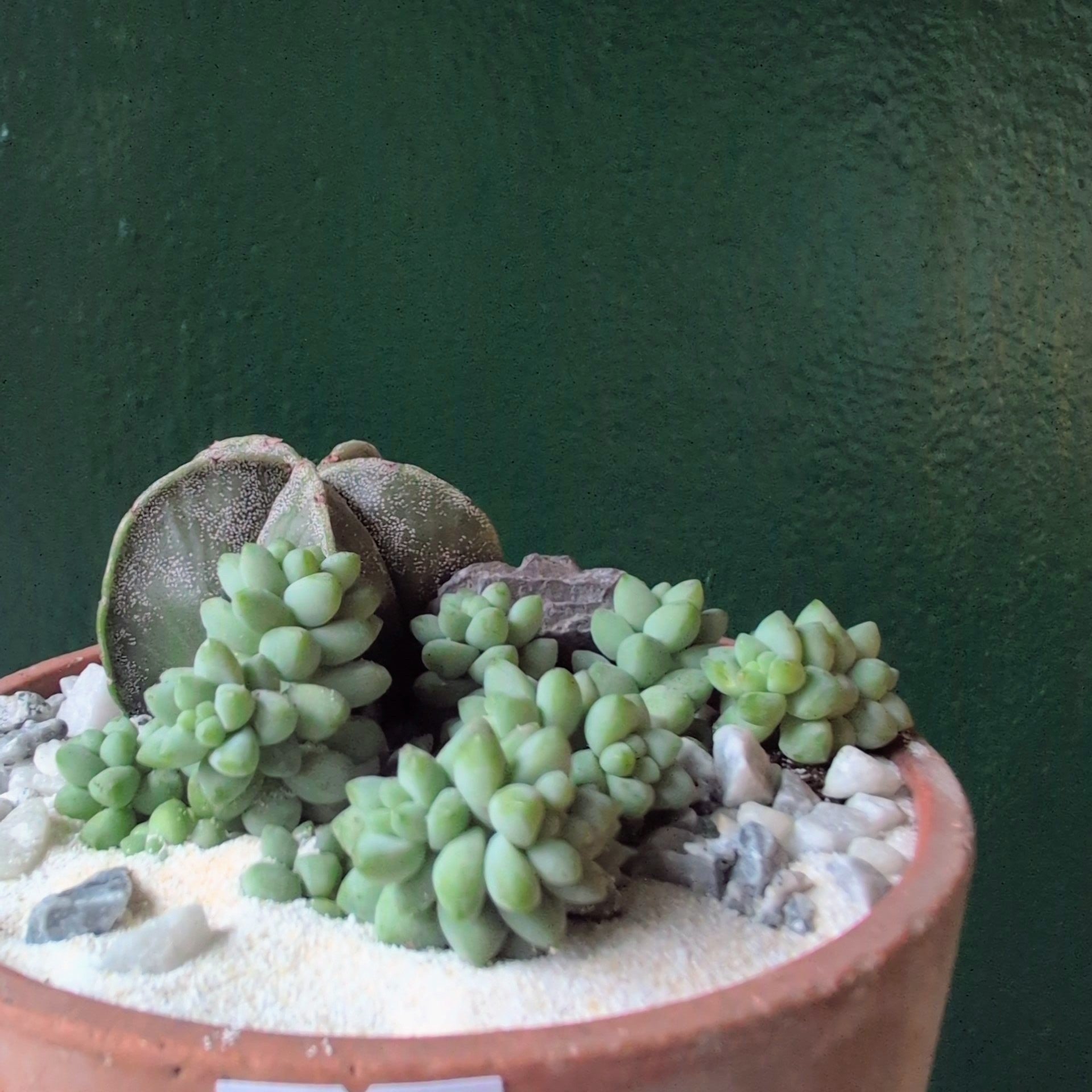 Terracotta Bowl Open Terrarium
