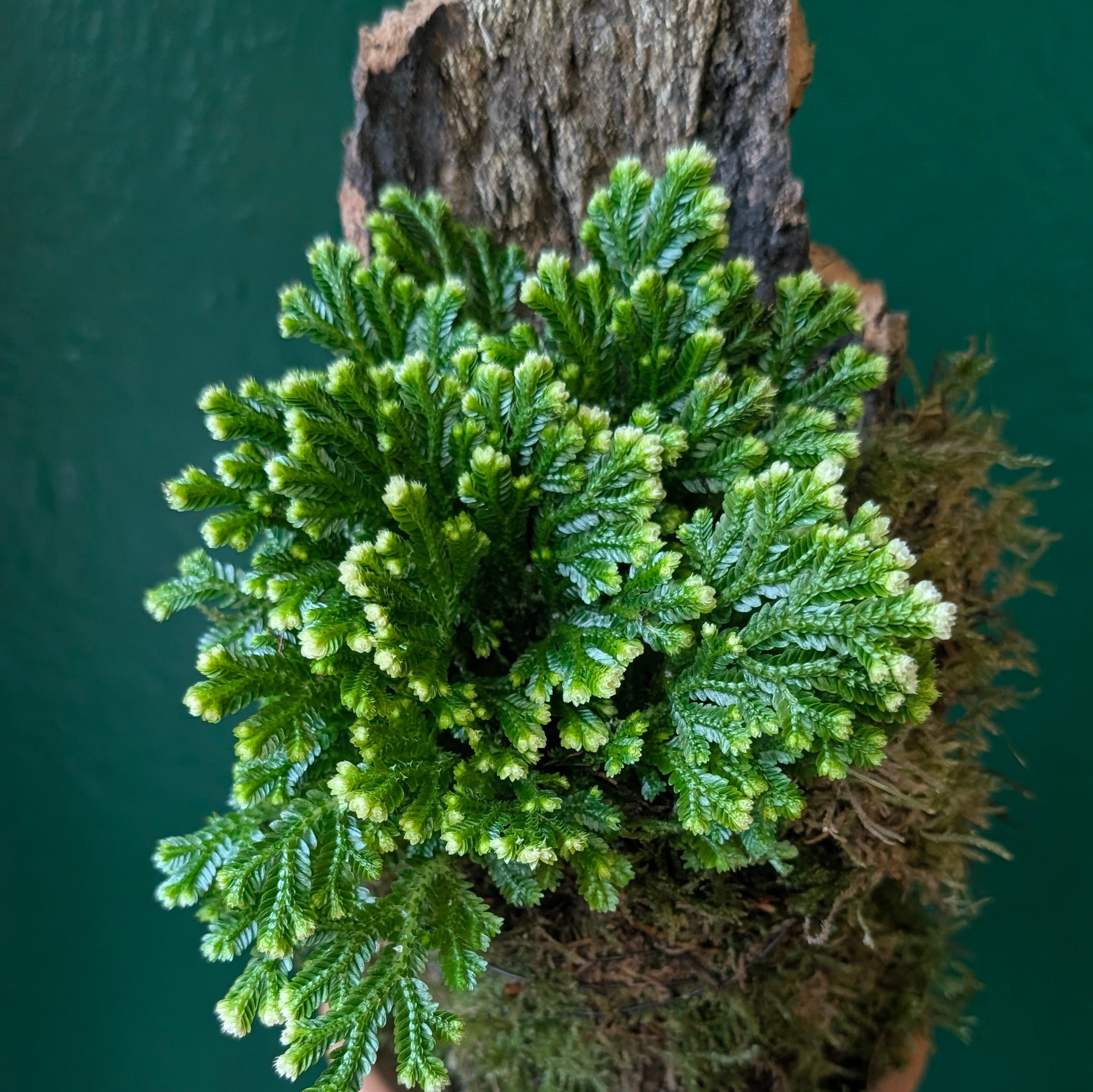 Selaginella martensii 'Jori' mounted on Cork