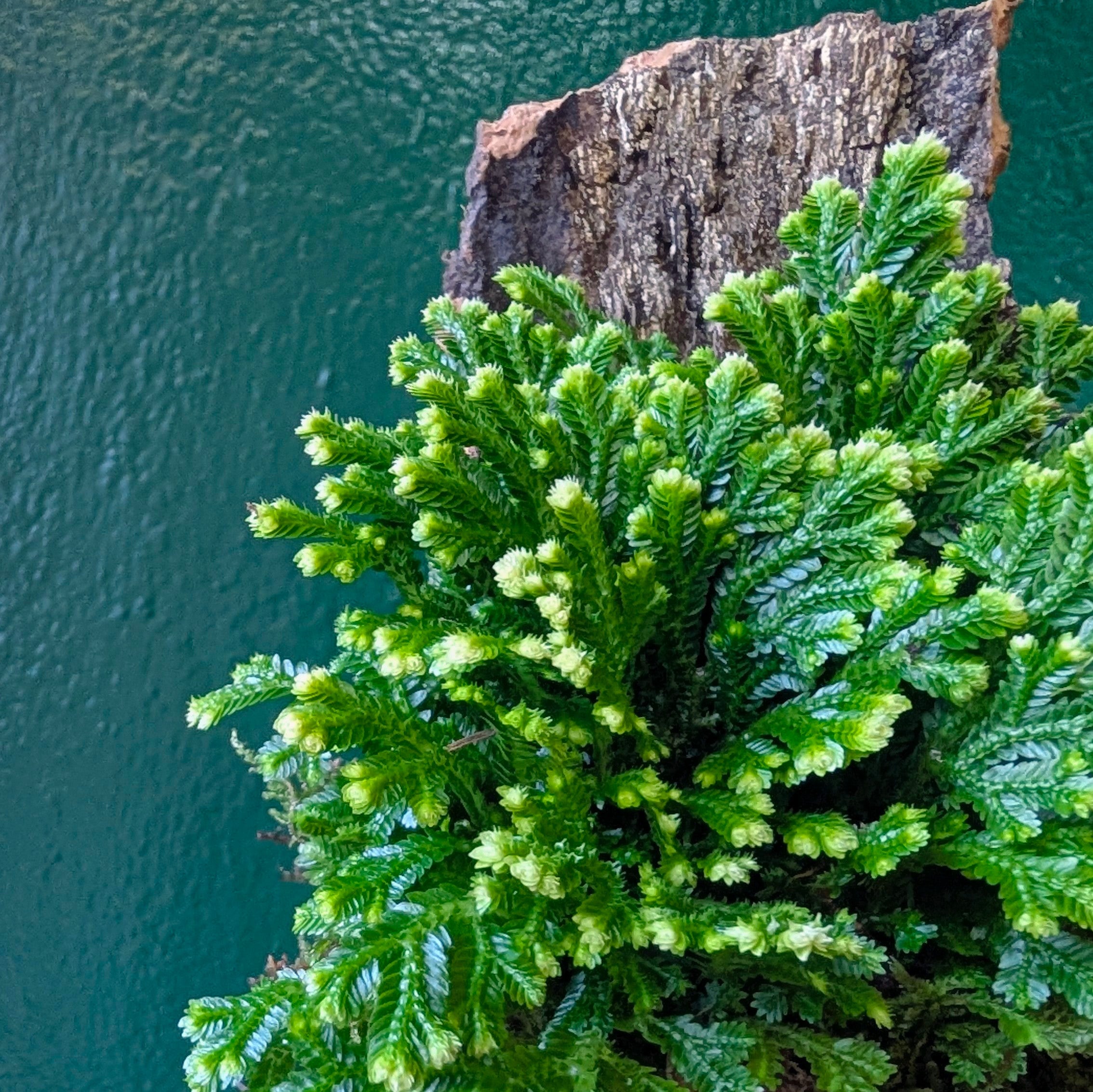 Selaginella martensii 'Jori' mounted on Cork