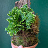 Selaginella martensii 'Jori' mounted on Cork
