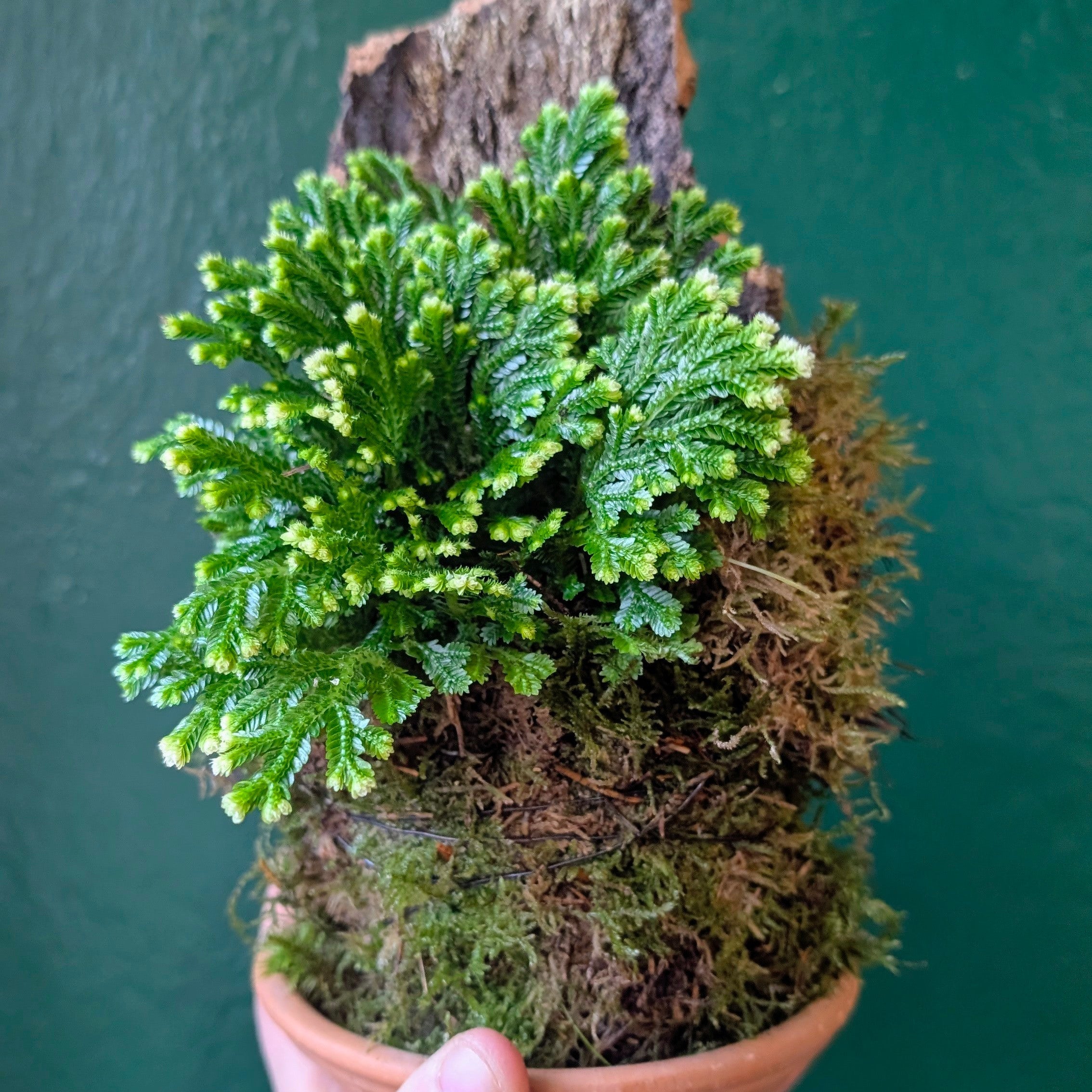 Selaginella martensii 'Jori' mounted on Cork