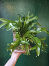 Cork kokedama with Ferns