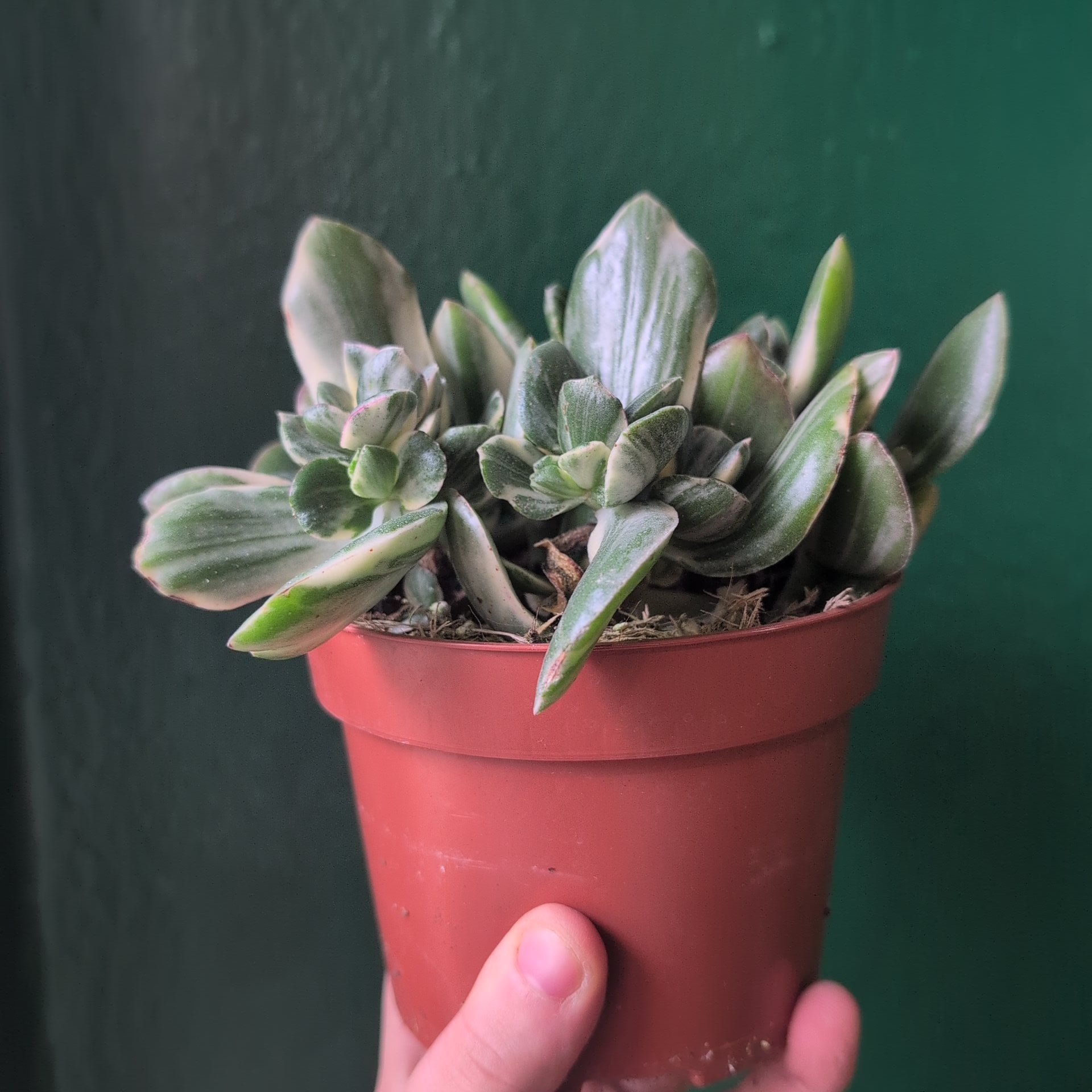 Crassula ovata ‘Variegata’ (Jade plant)
