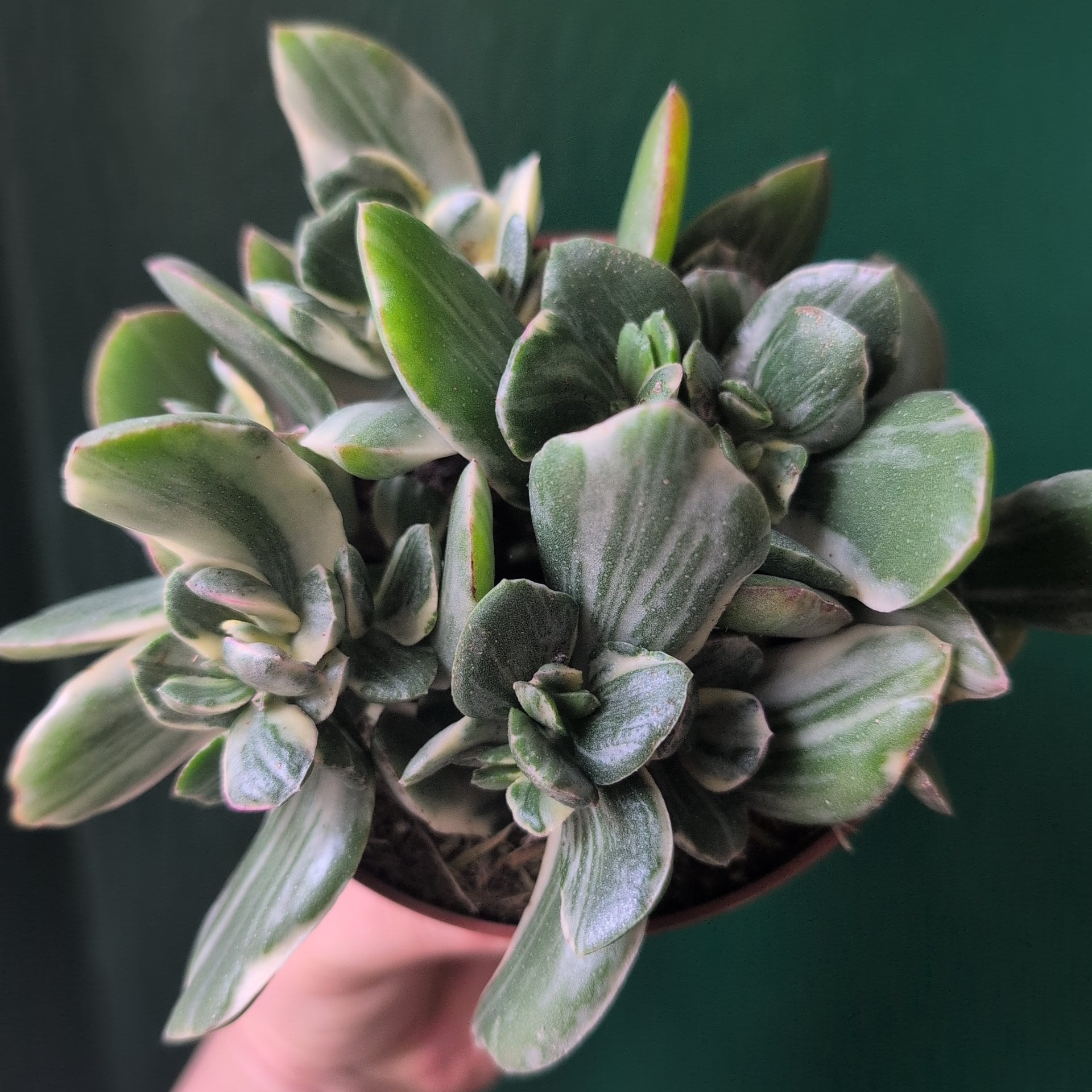 Crassula ovata ‘Variegata’ (Jade plant)