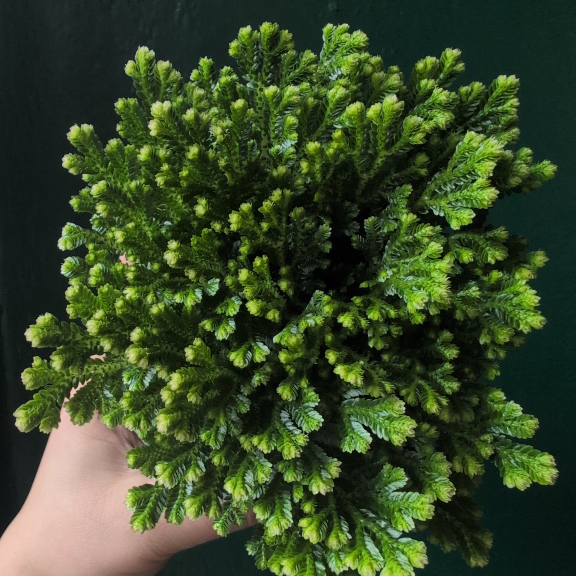 Selaginella martensii 'Jori' (Creeping Moss)