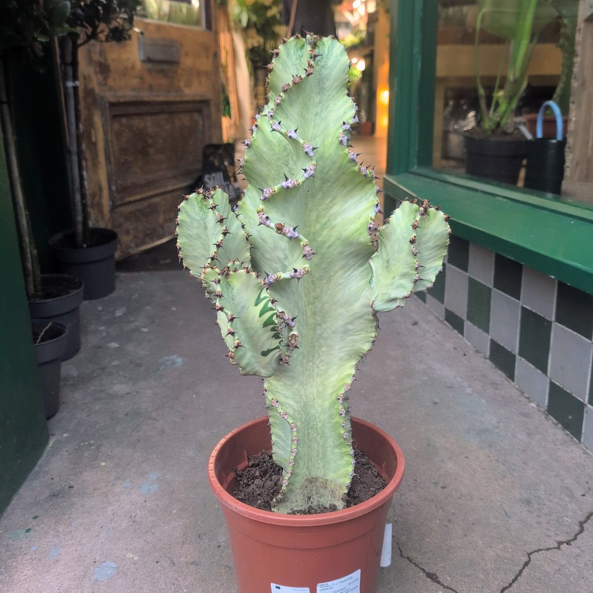 Euphorbia erytrea variegata (Variegated Candelabara Cactus)