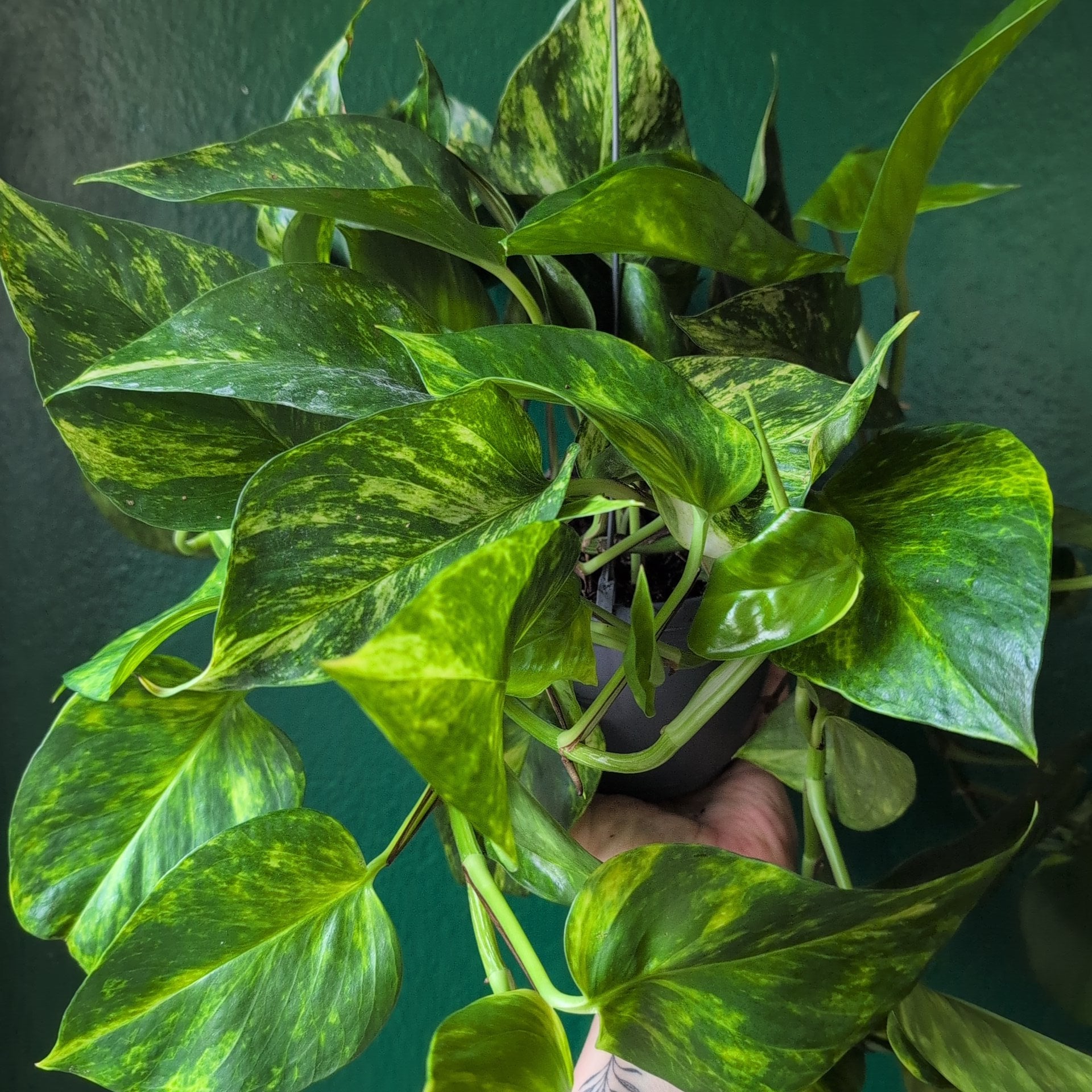 Epipremnum aureum 'Hi-Colour' (Pothos)