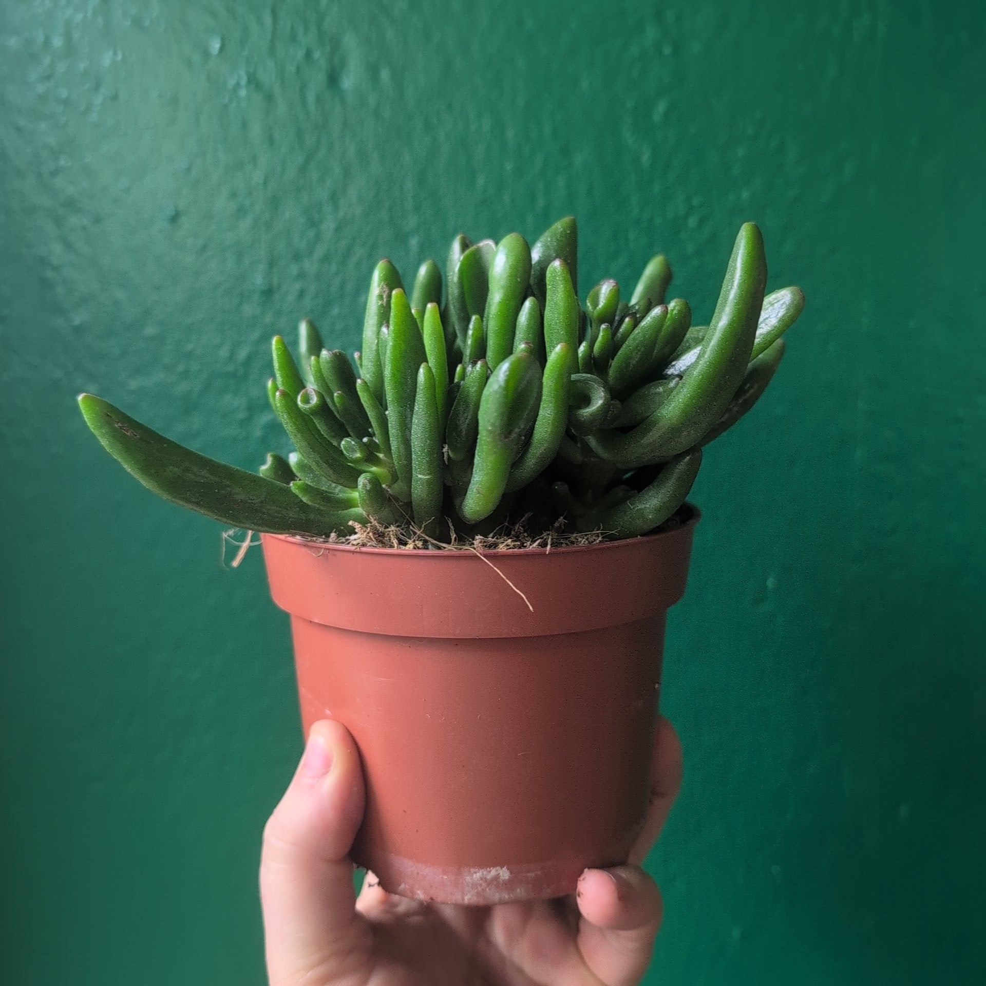Crassula ovata 'Hobbit' (Ogre ear/ Jade plant)
