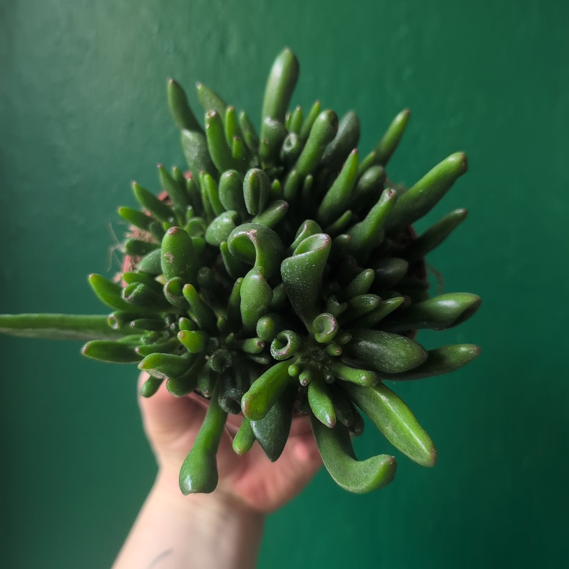 Crassula ovata 'Hobbit' (Ogre ear/ Jade plant)