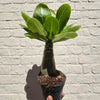 Brighamia insignis (Hawaiian palm)