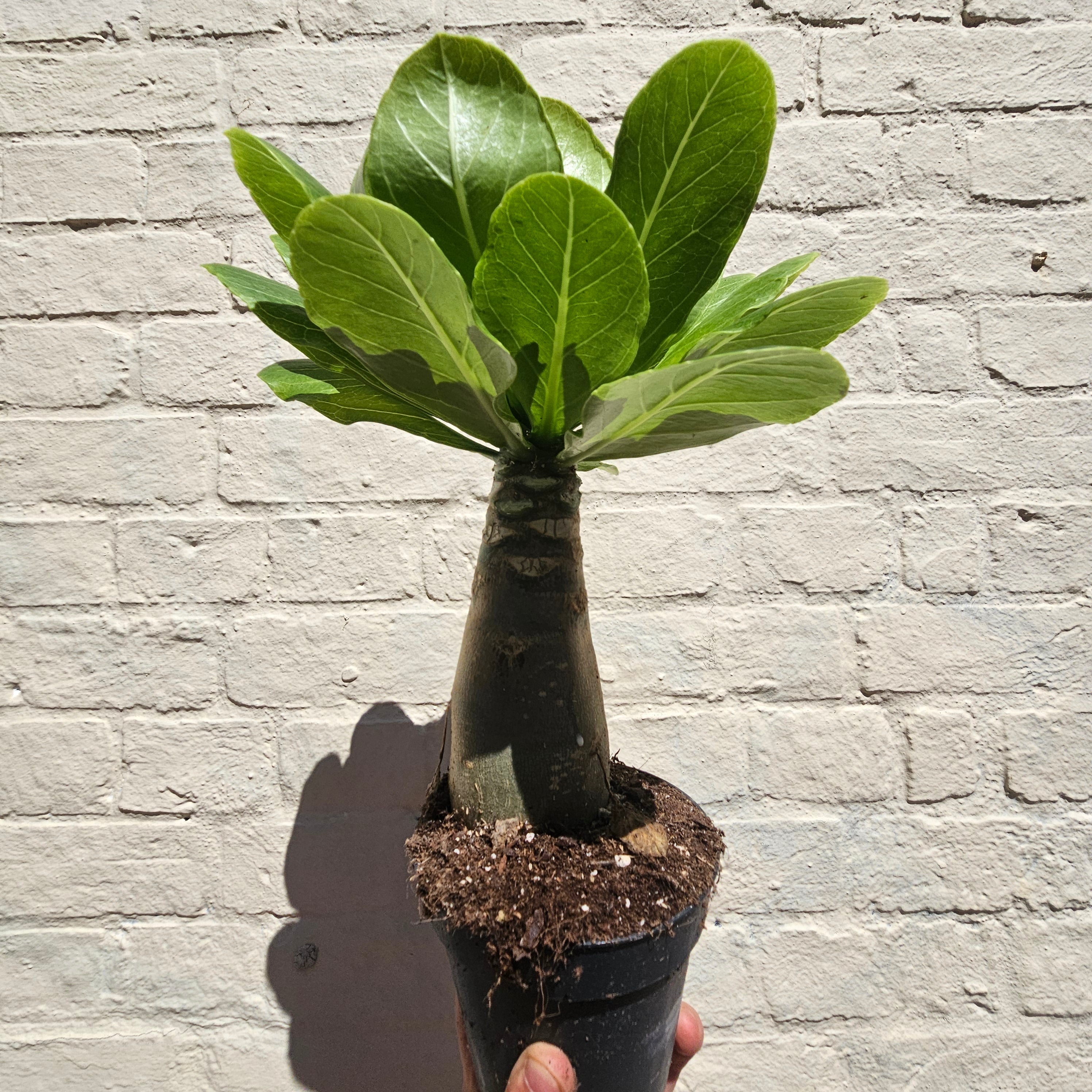 Brighamia insignis (Hawaiian palm)