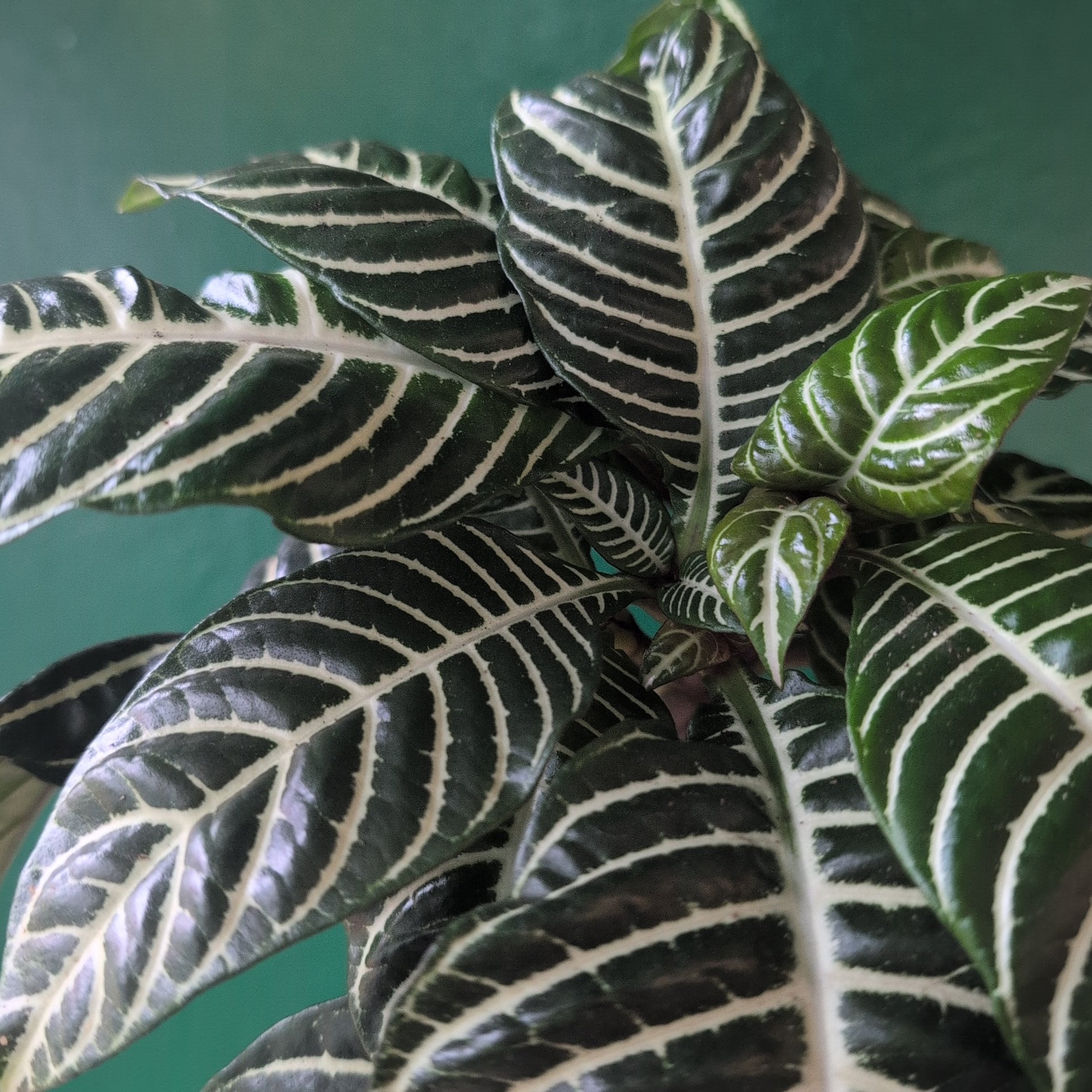 Aphelandra squarrosa 'Botanica' (Zebra plant)
