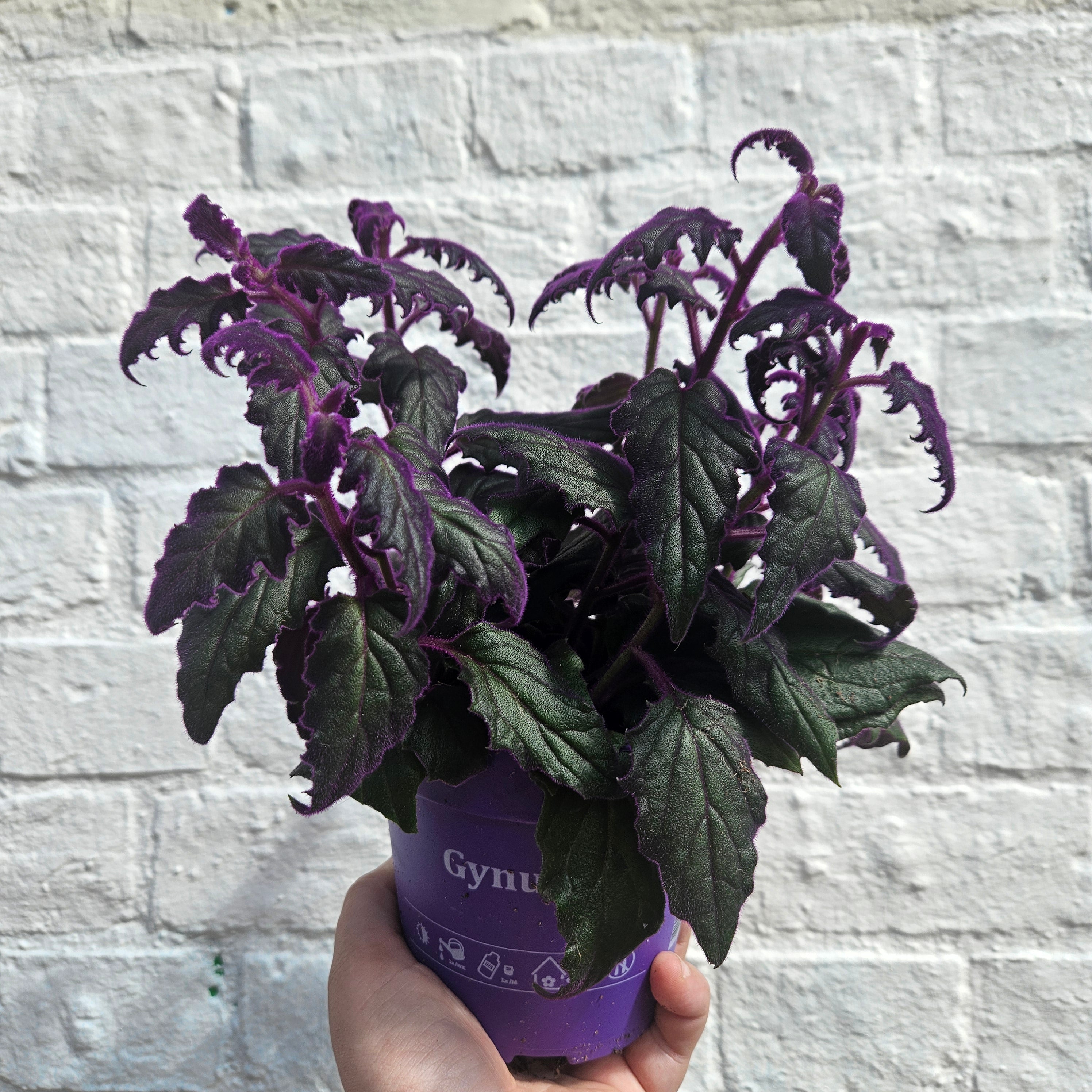 Gynura aurantiaca (Velvet plant)