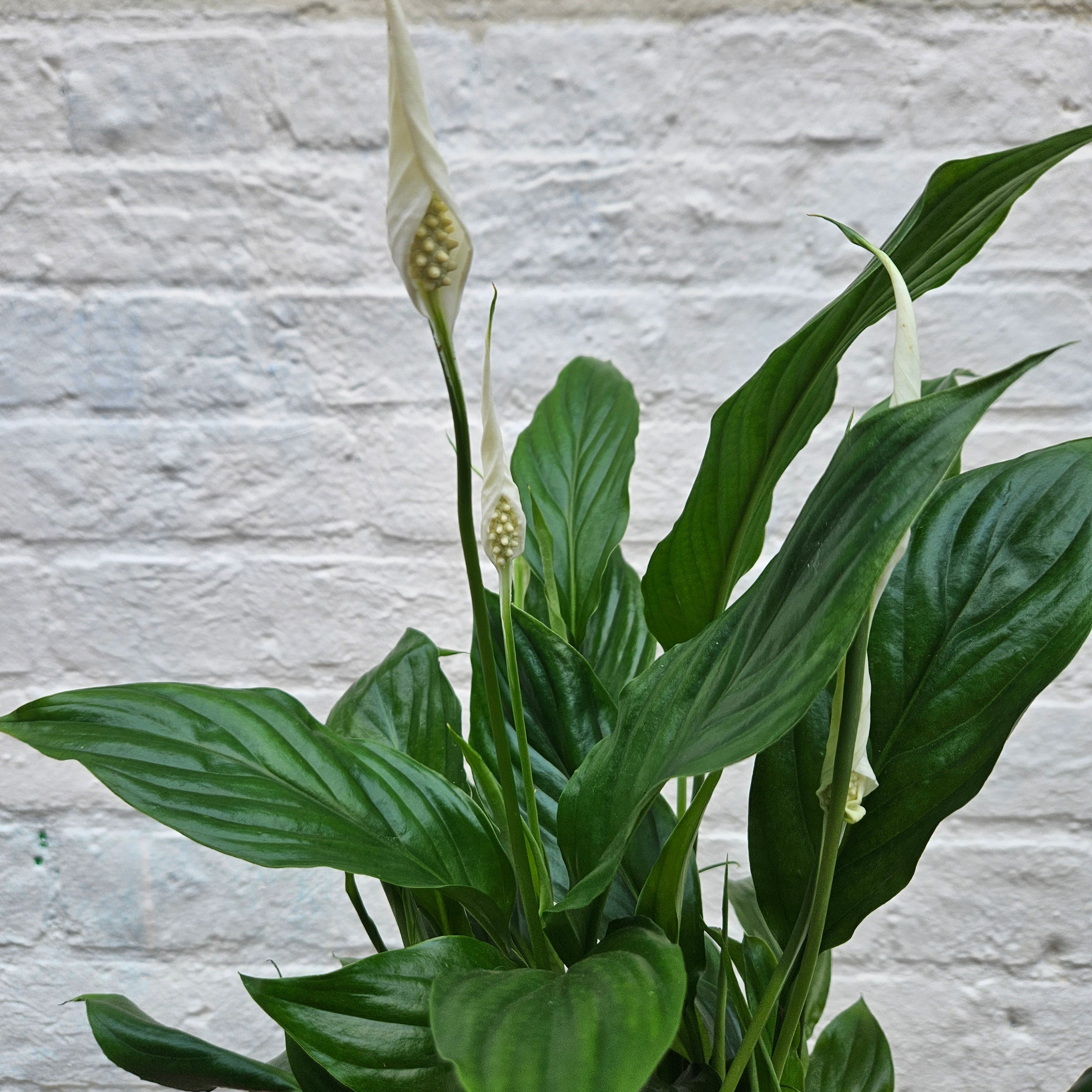 Spathiphyllum 'Bellini' (Peace lily)