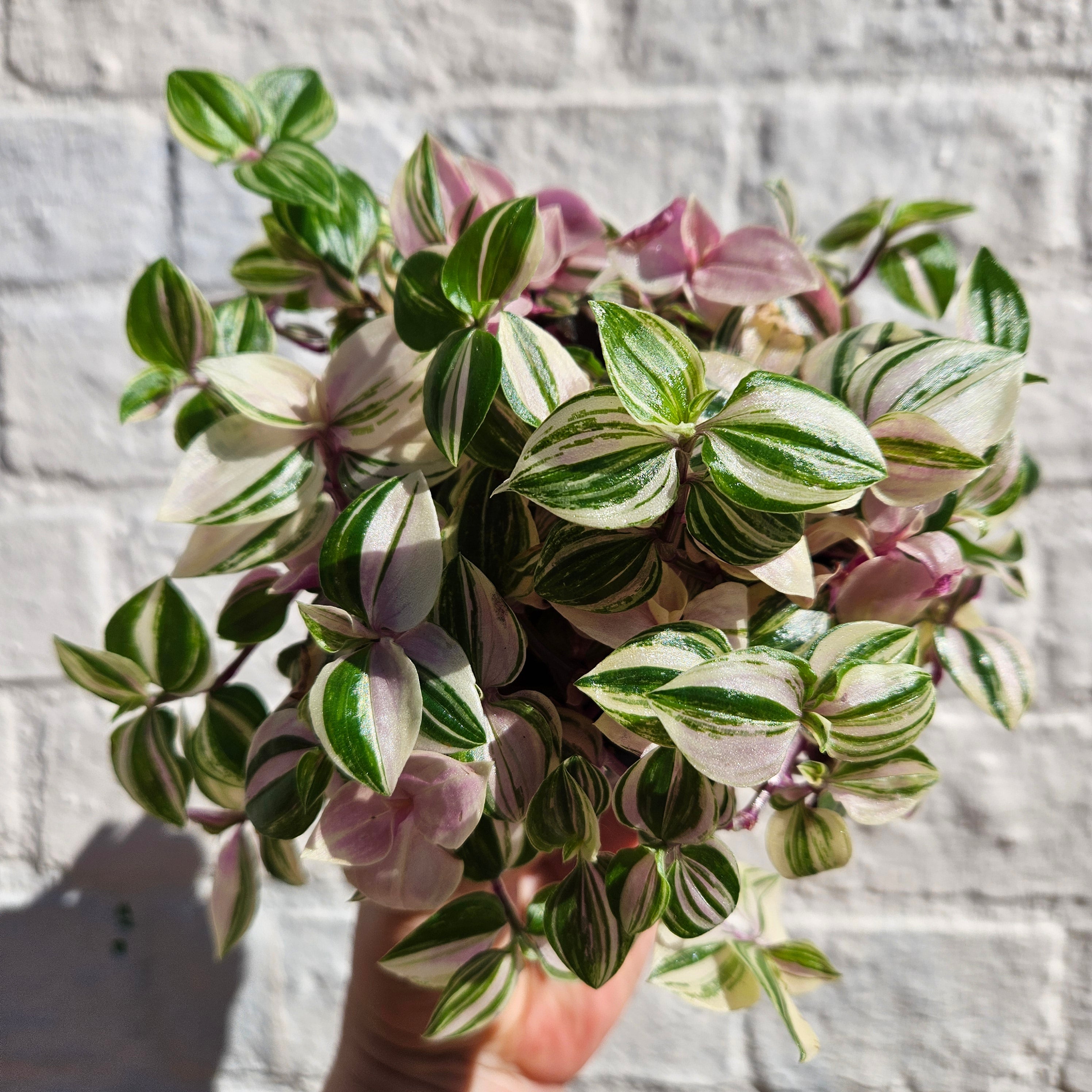 Tradescantia flumensis 'quadricolor' (Wandering dude/ Inch plant) in hanging pot