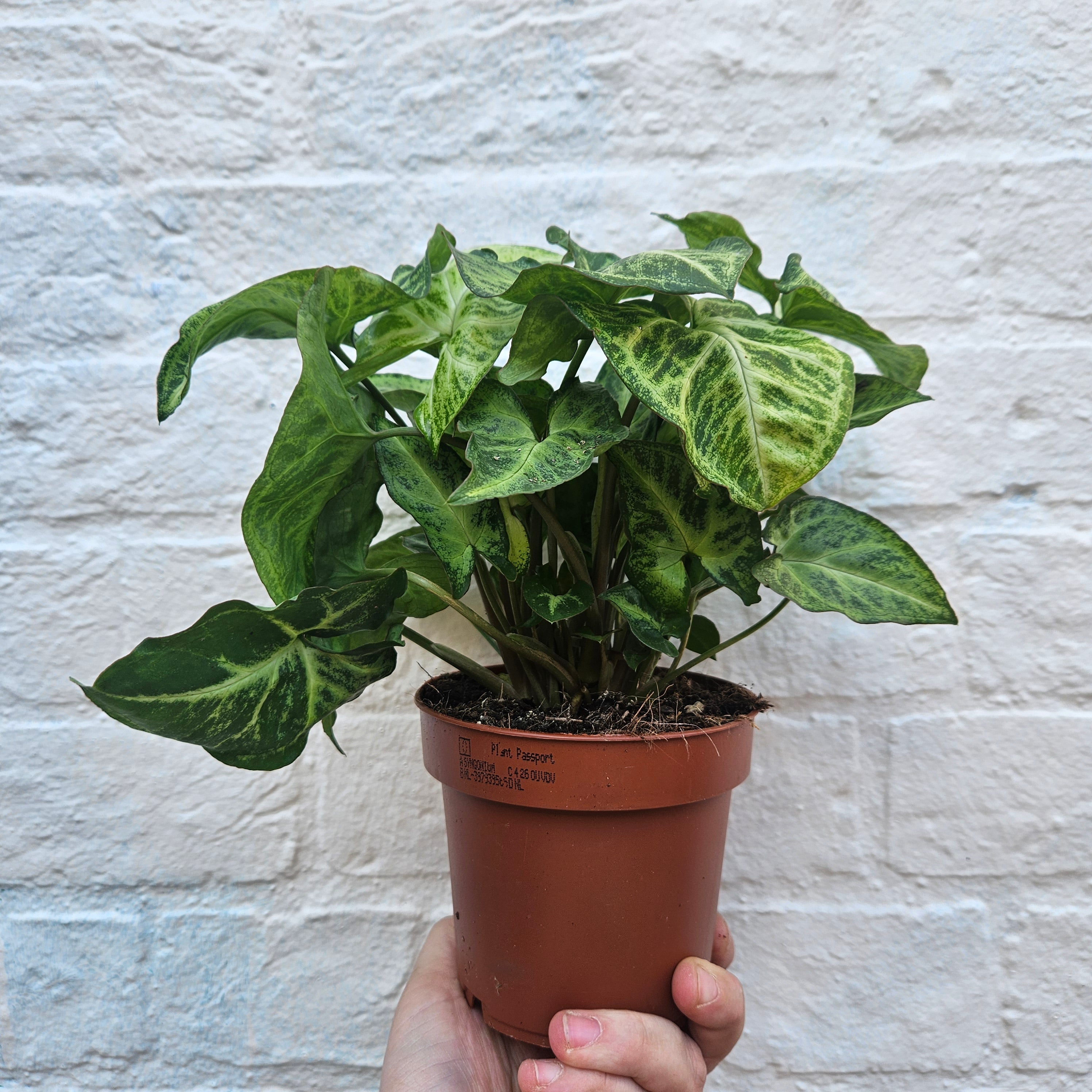 Syngonium nephphytis 'White Butterfly' (Arrowhead plant)