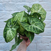Syngonium nephphytis 'White Butterfly' (Arrowhead plant)