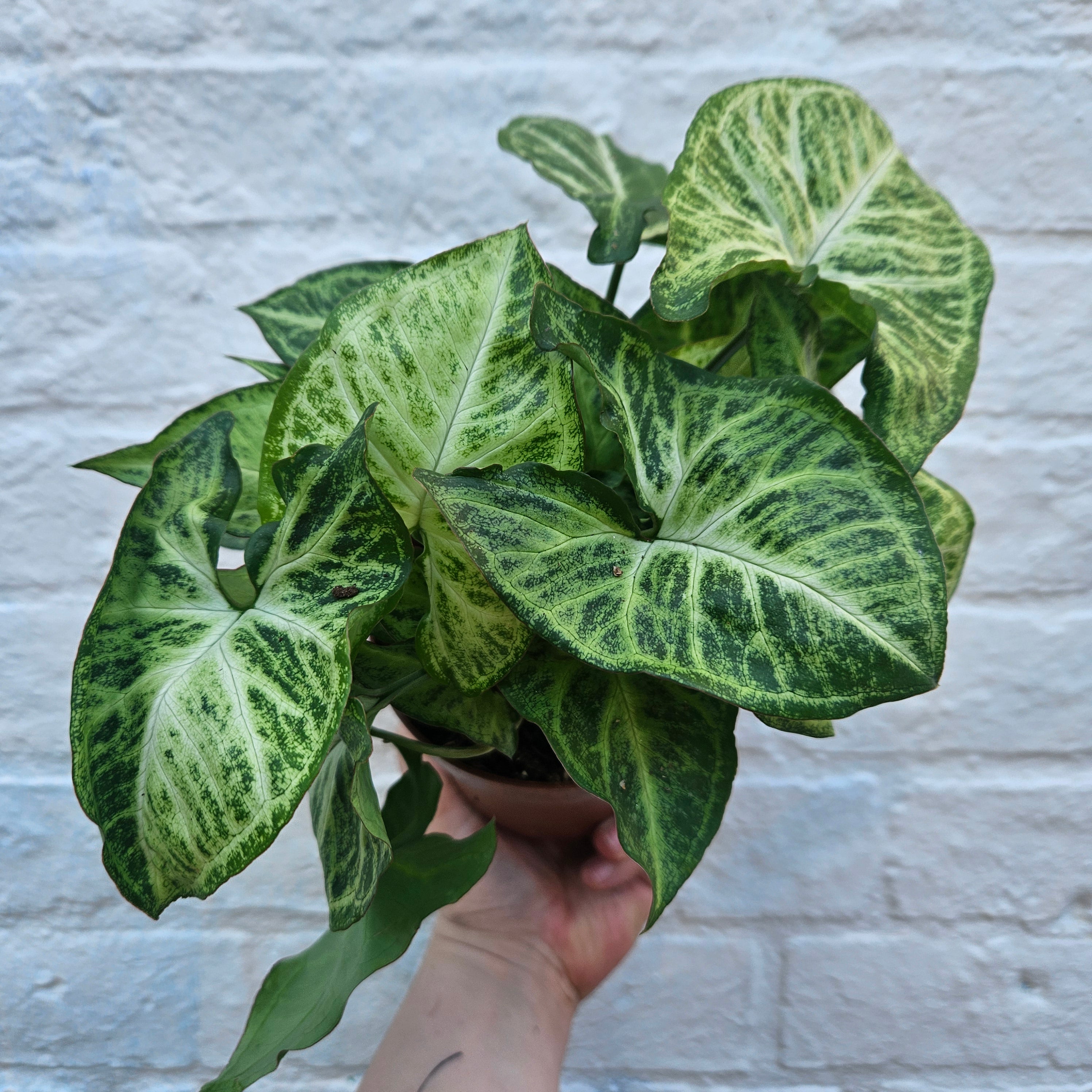 Syngonium nephphytis 'White Butterfly' (Arrowhead plant)