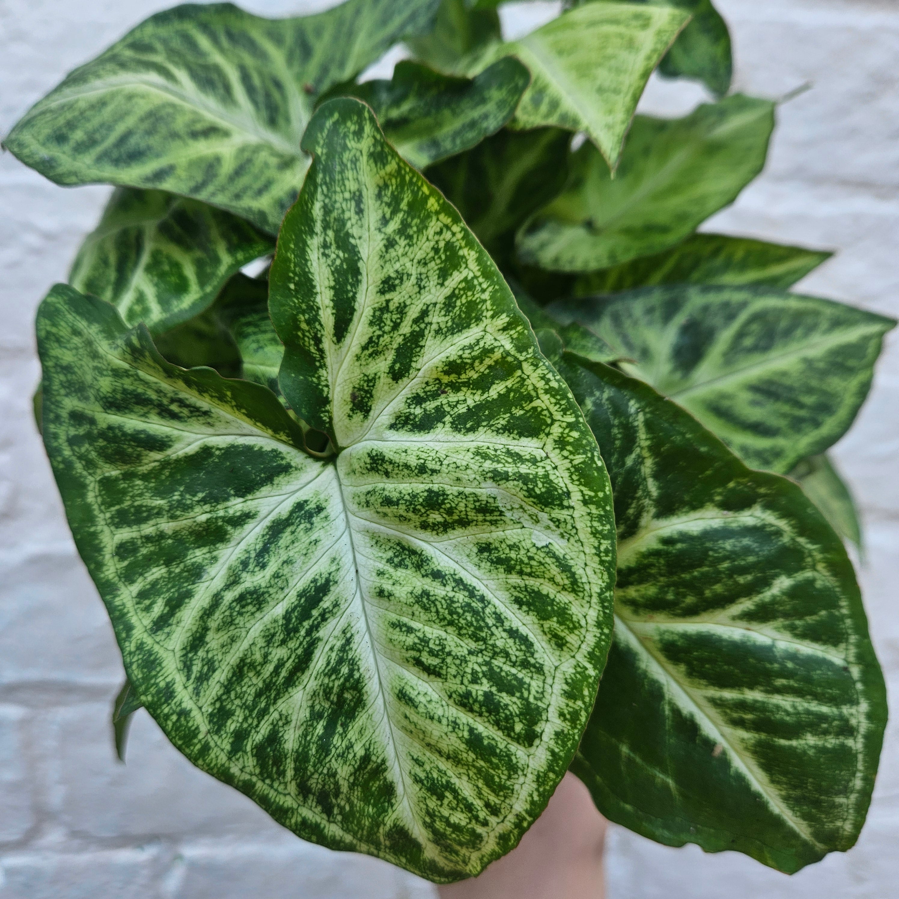Syngonium nephphytis 'White Butterfly' (Arrowhead plant)