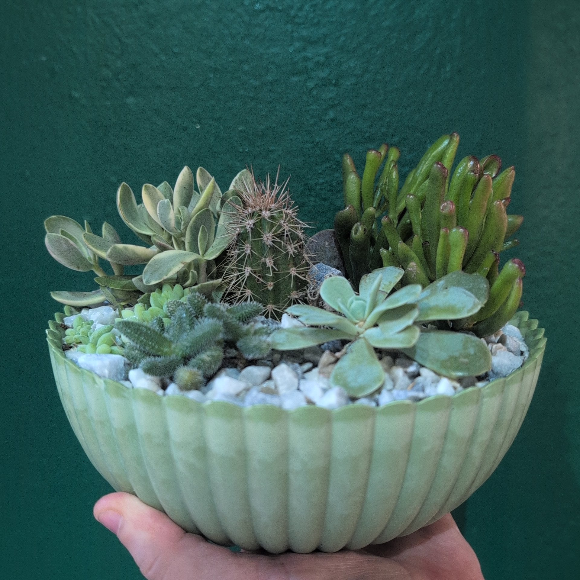 Round Bowl Open Terrarium