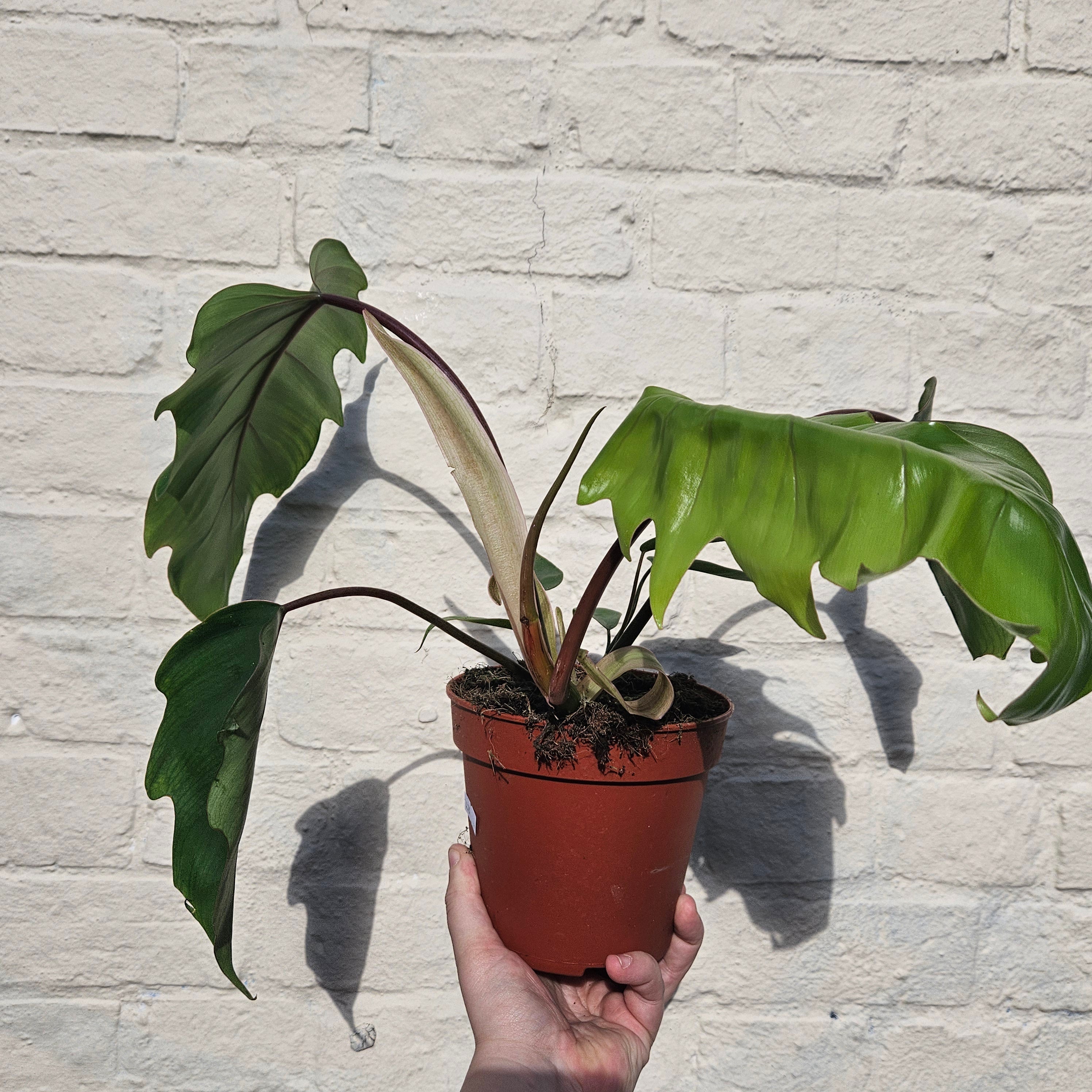 Philodendron mayoi (Tahiti Philodendron)