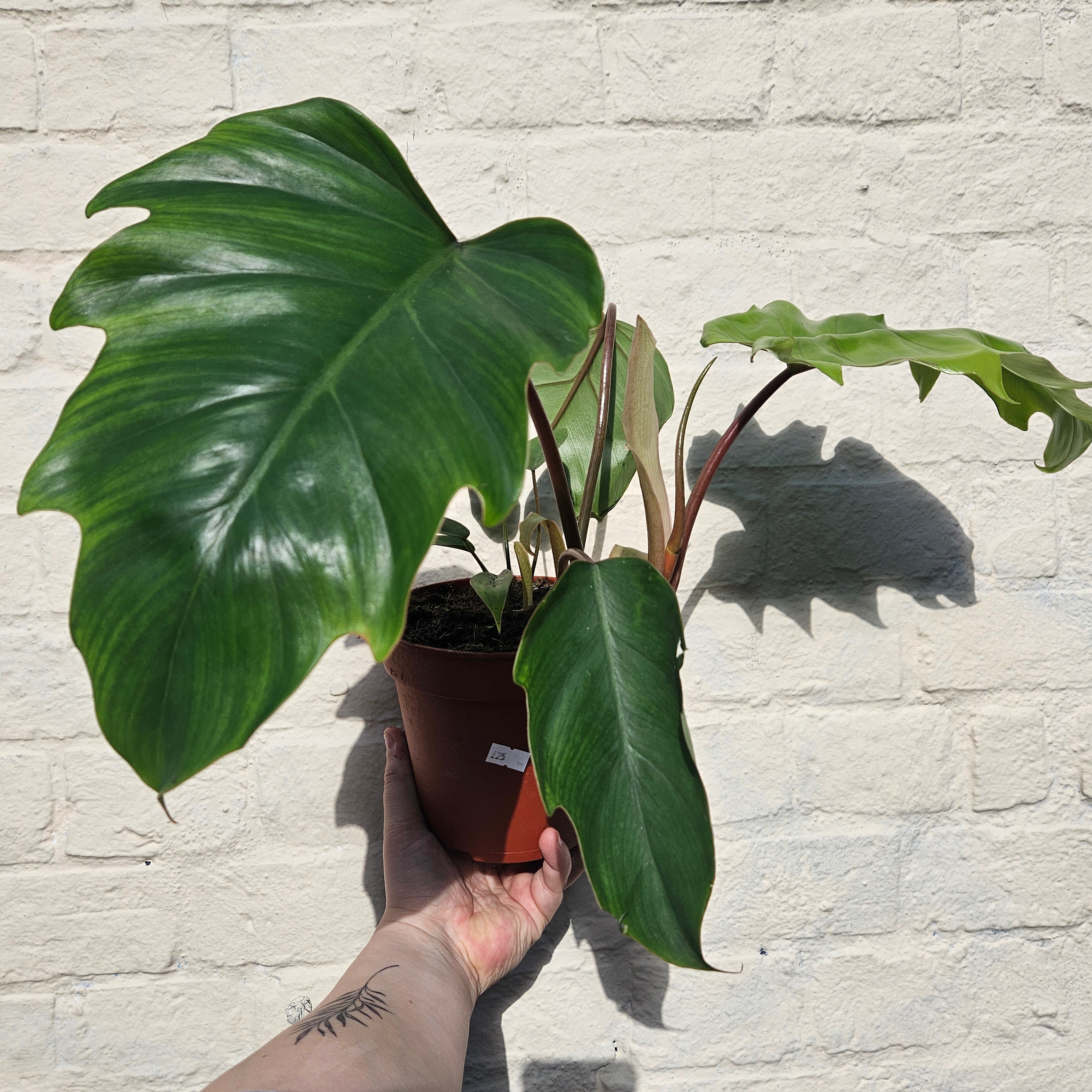 Philodendron mayoi (Tahiti Philodendron)