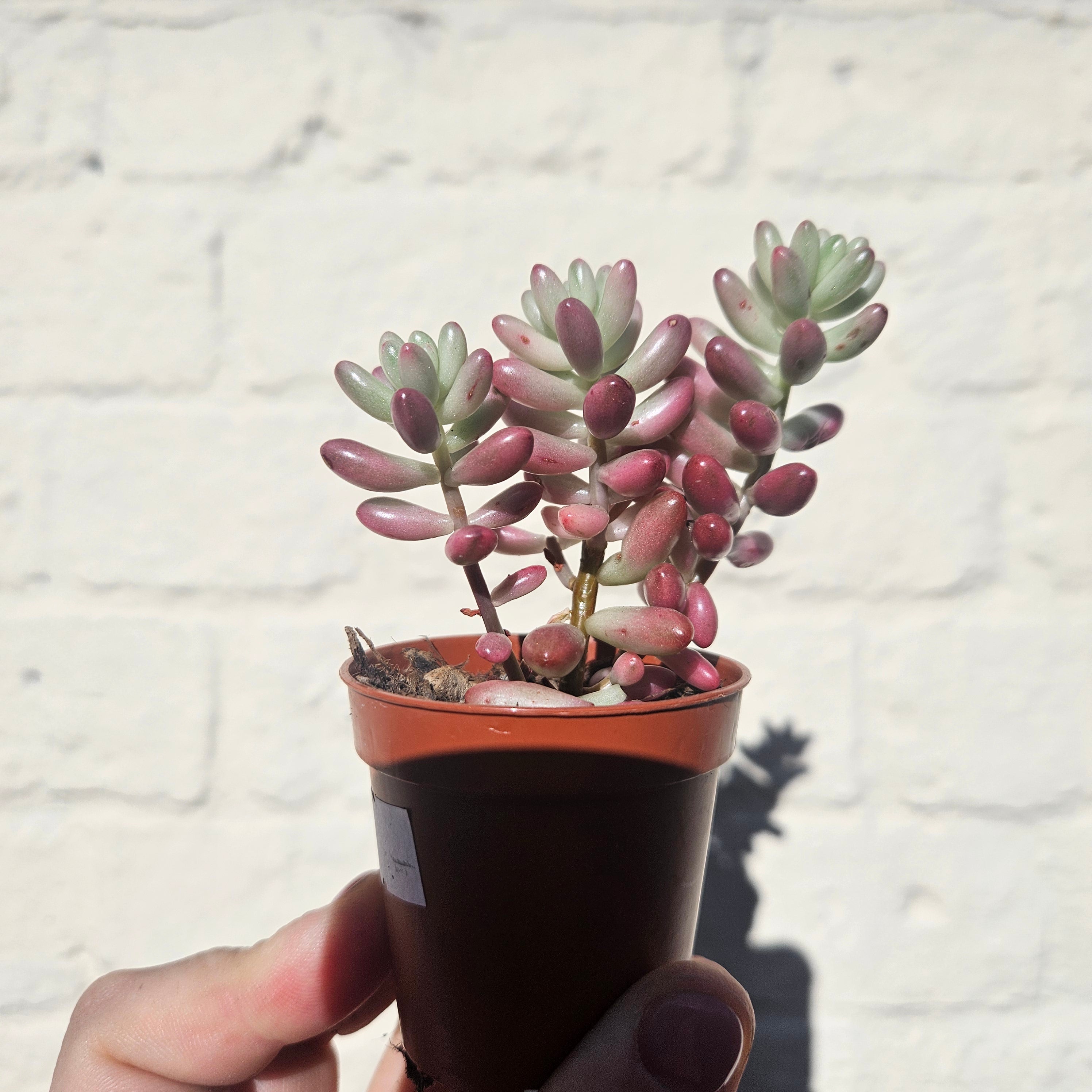 Sedum rubrotinctum rosea 'Aurora' (Pink Jelly Beans)