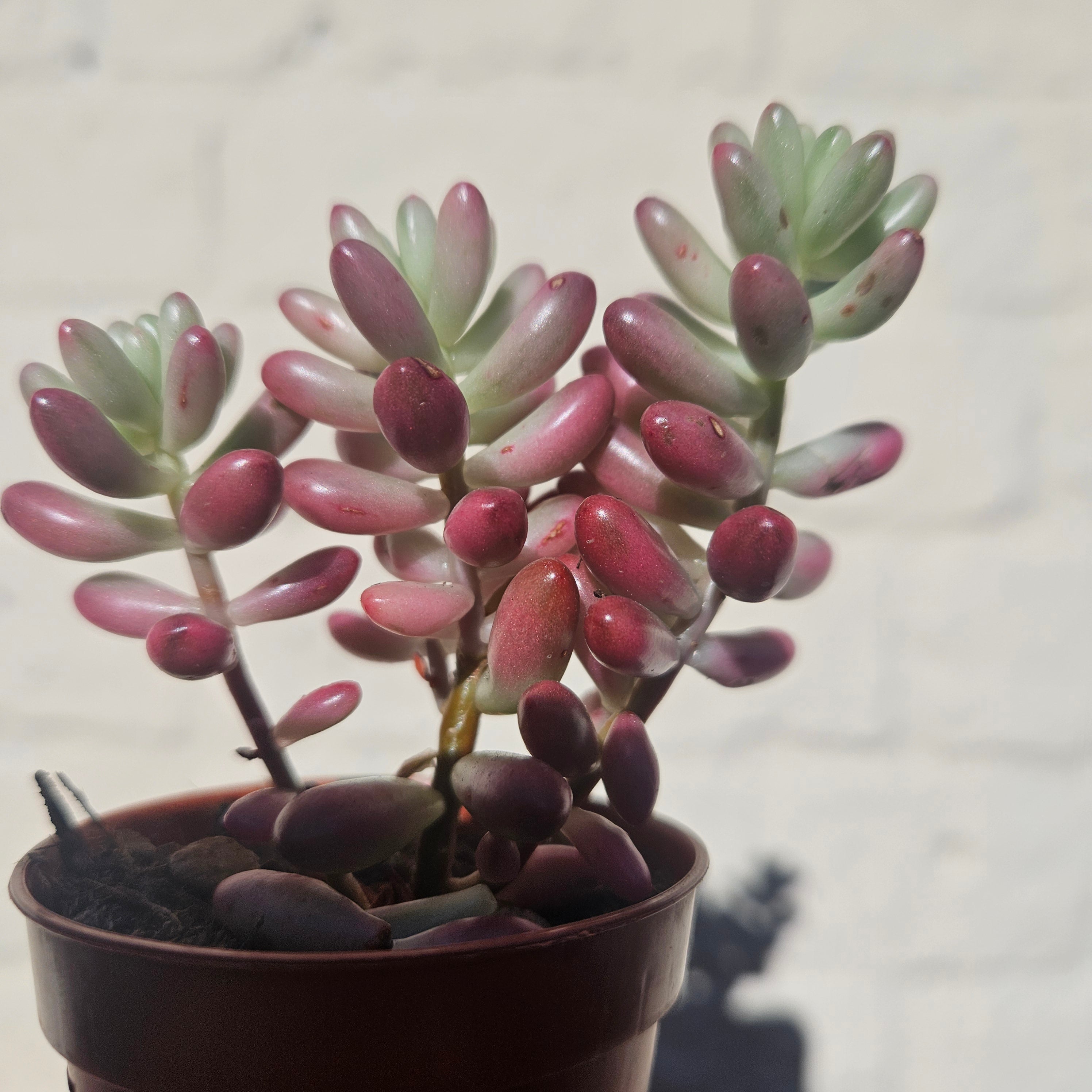 Sedum rubrotinctum rosea 'Aurora' (Pink Jelly Beans)