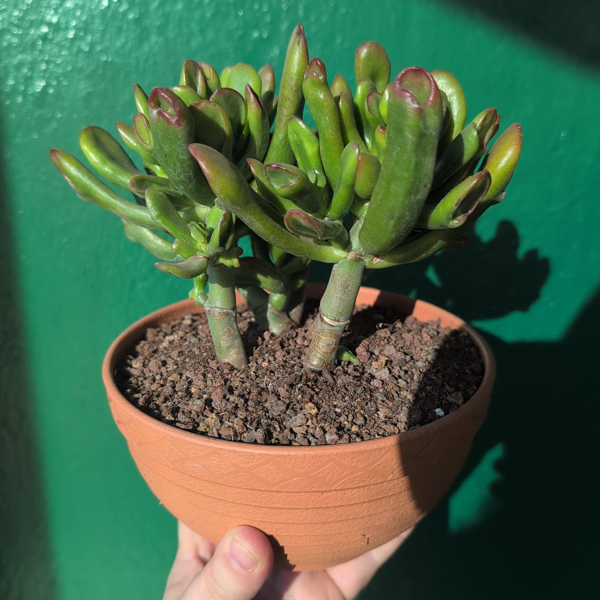 Crassula ovata 'Hobbit' (Ogre ear/ Jade plant)