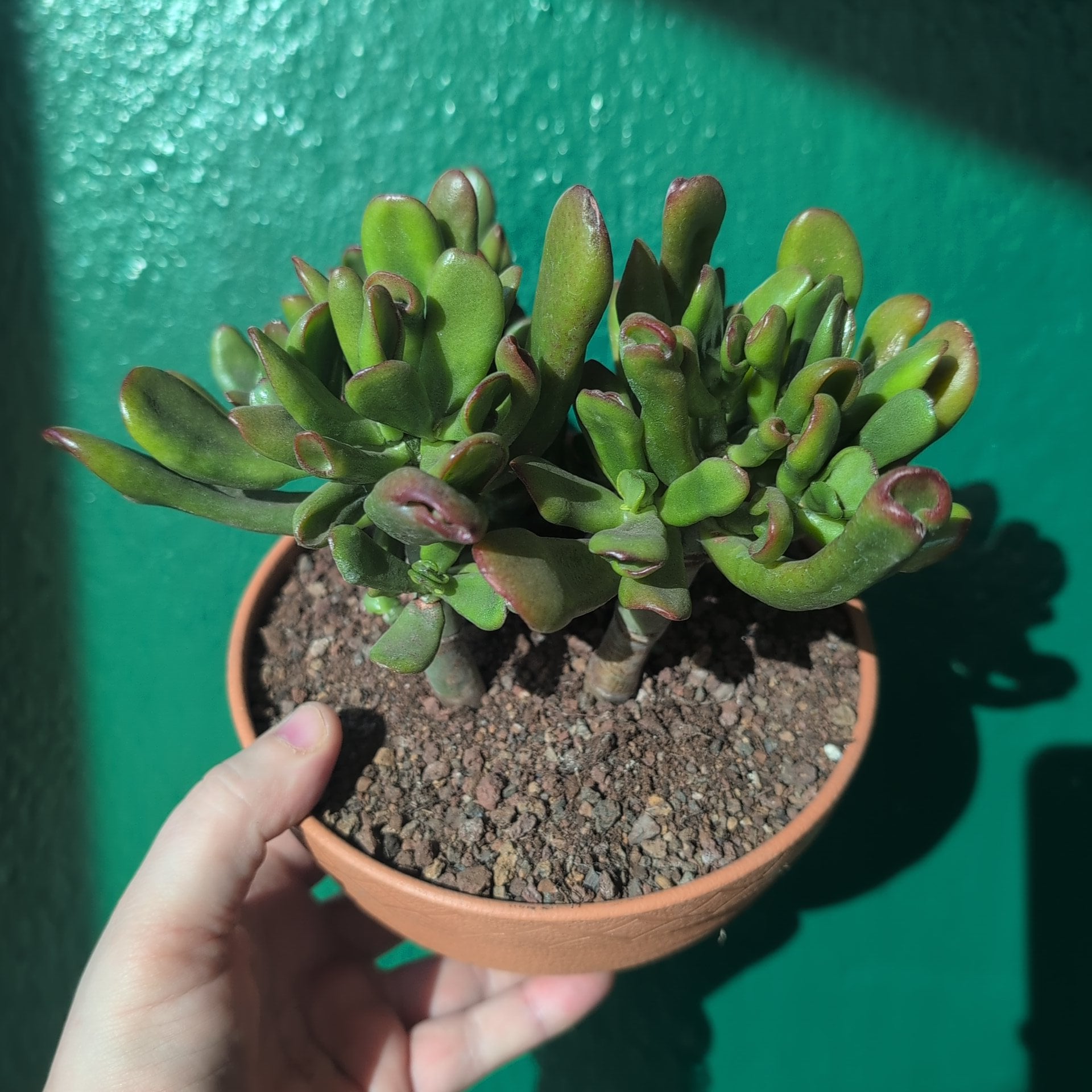 Crassula ovata 'Hobbit' (Ogre ear/ Jade plant)
