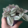 Tradescantia 'sweetness' (Inch plant)
