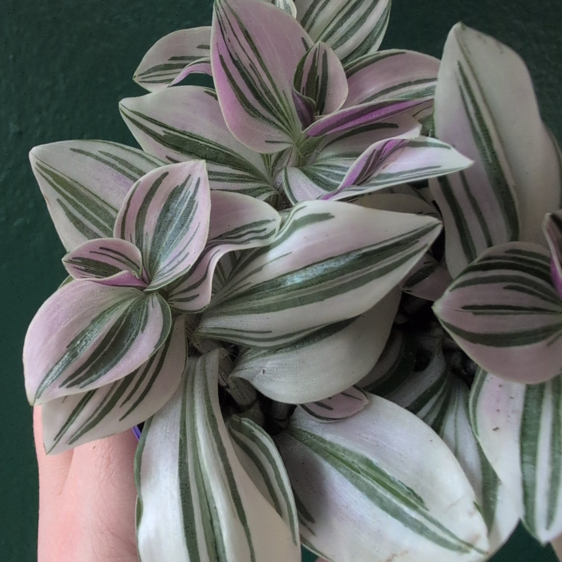 Tradescantia 'sweetness' (Inch plant)