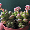 Sedum lucidum 'Obesum' 'Giant Jelly Bean'