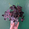 Oxalis triangularis (False Shamrock)