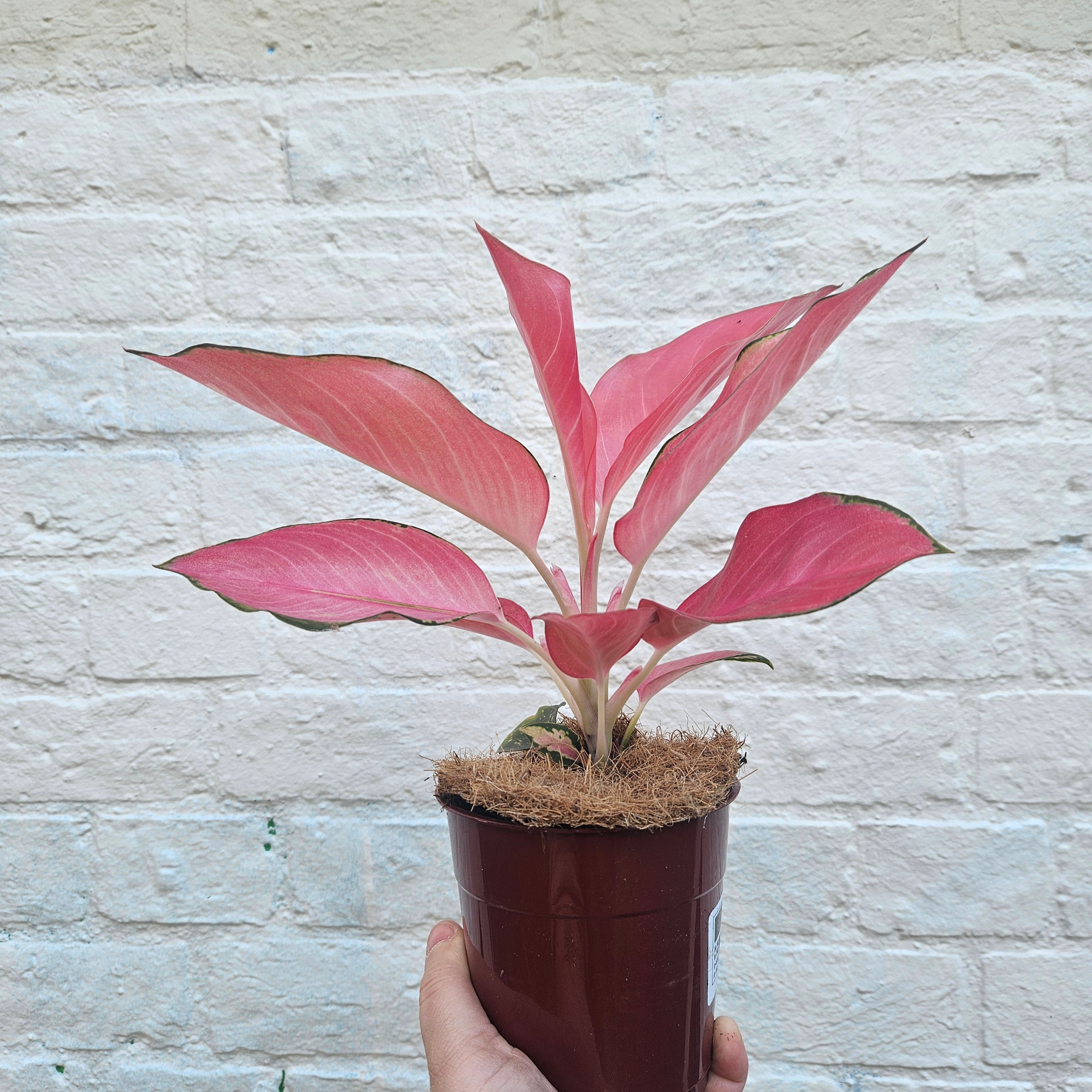 Aglaonema 'Flamingo' (Chinese evergreen)