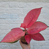 Aglaonema 'Flamingo' (Chinese evergreen)