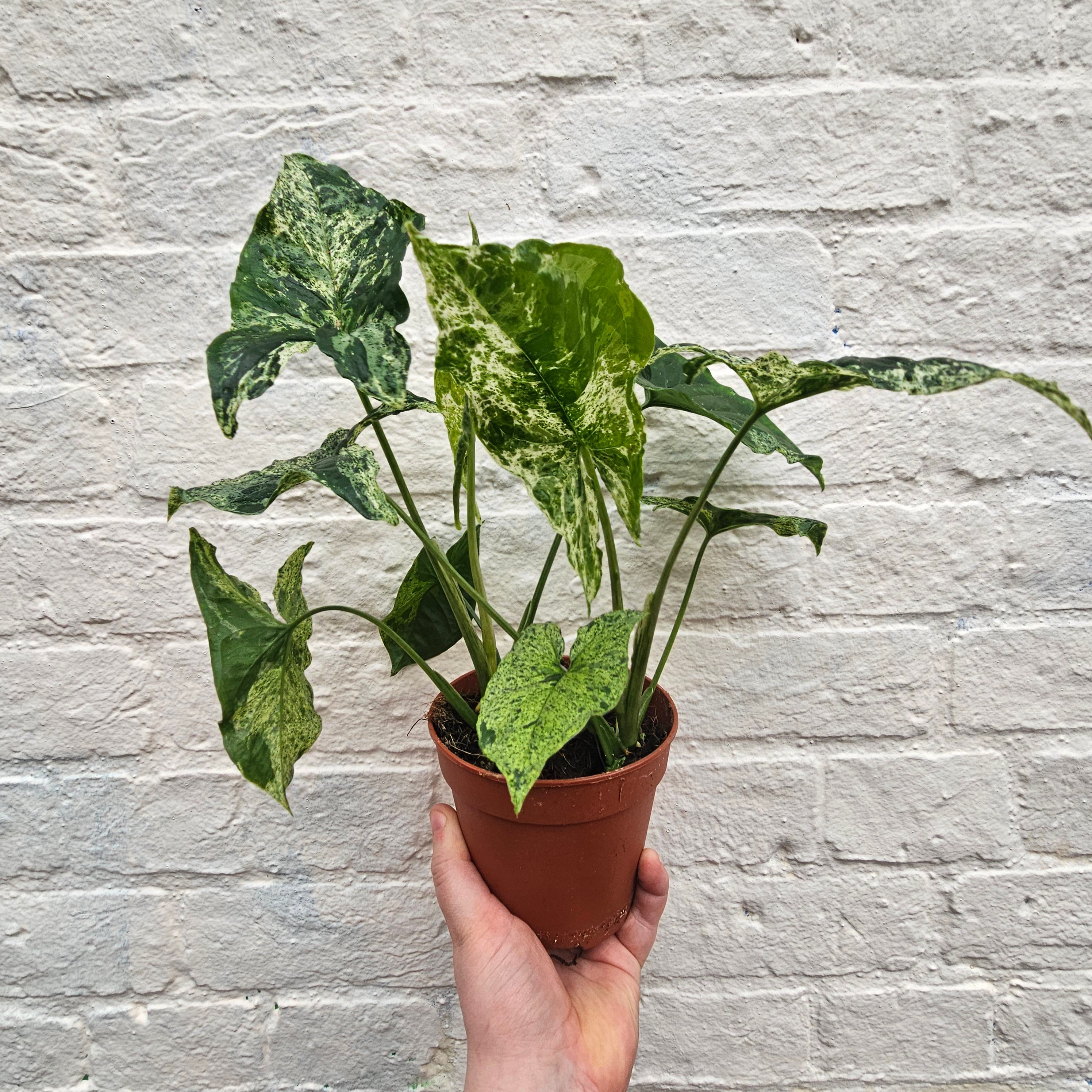 Syngonium 'Mottled' (Variegated Syngonium)