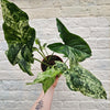 Syngonium 'Mottled' (Variegated Syngonium)