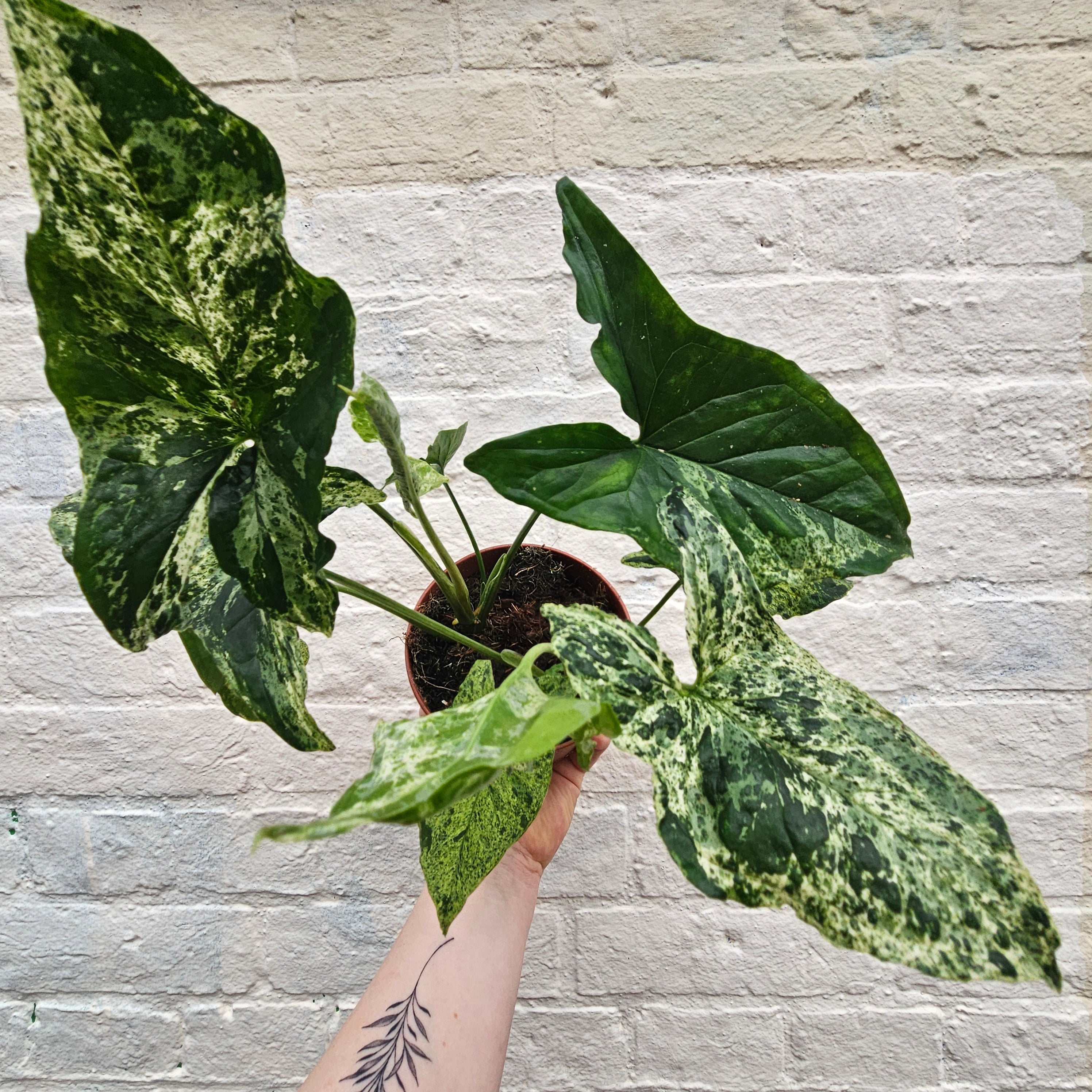 Syngonium 'Mottled' (Variegated Syngonium)