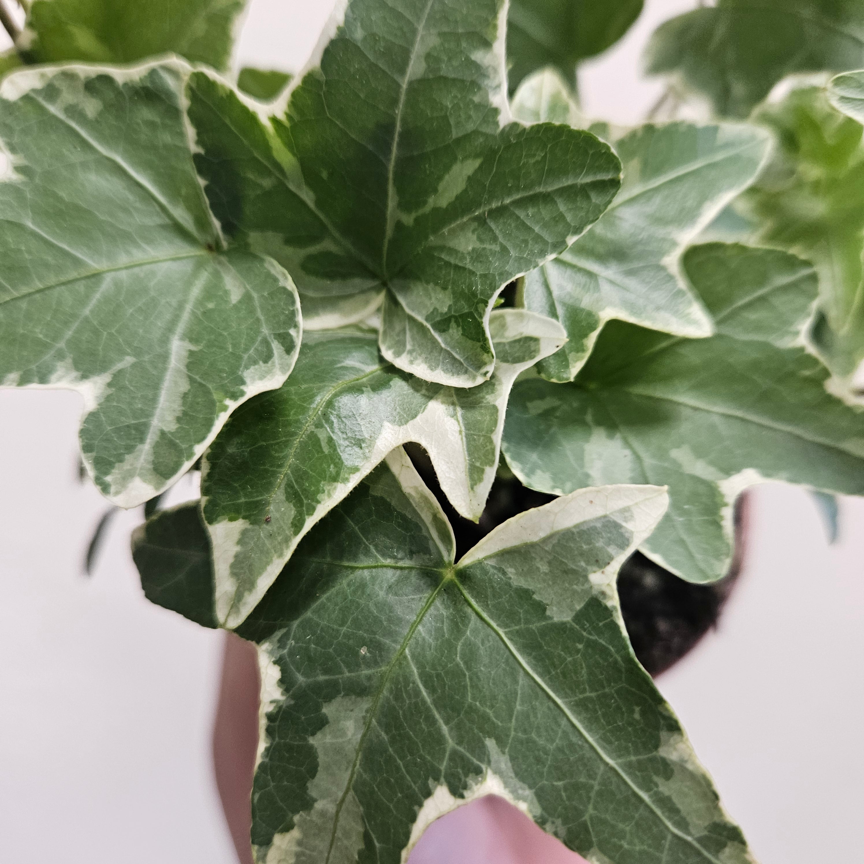 Hedera helix (English Ivy)